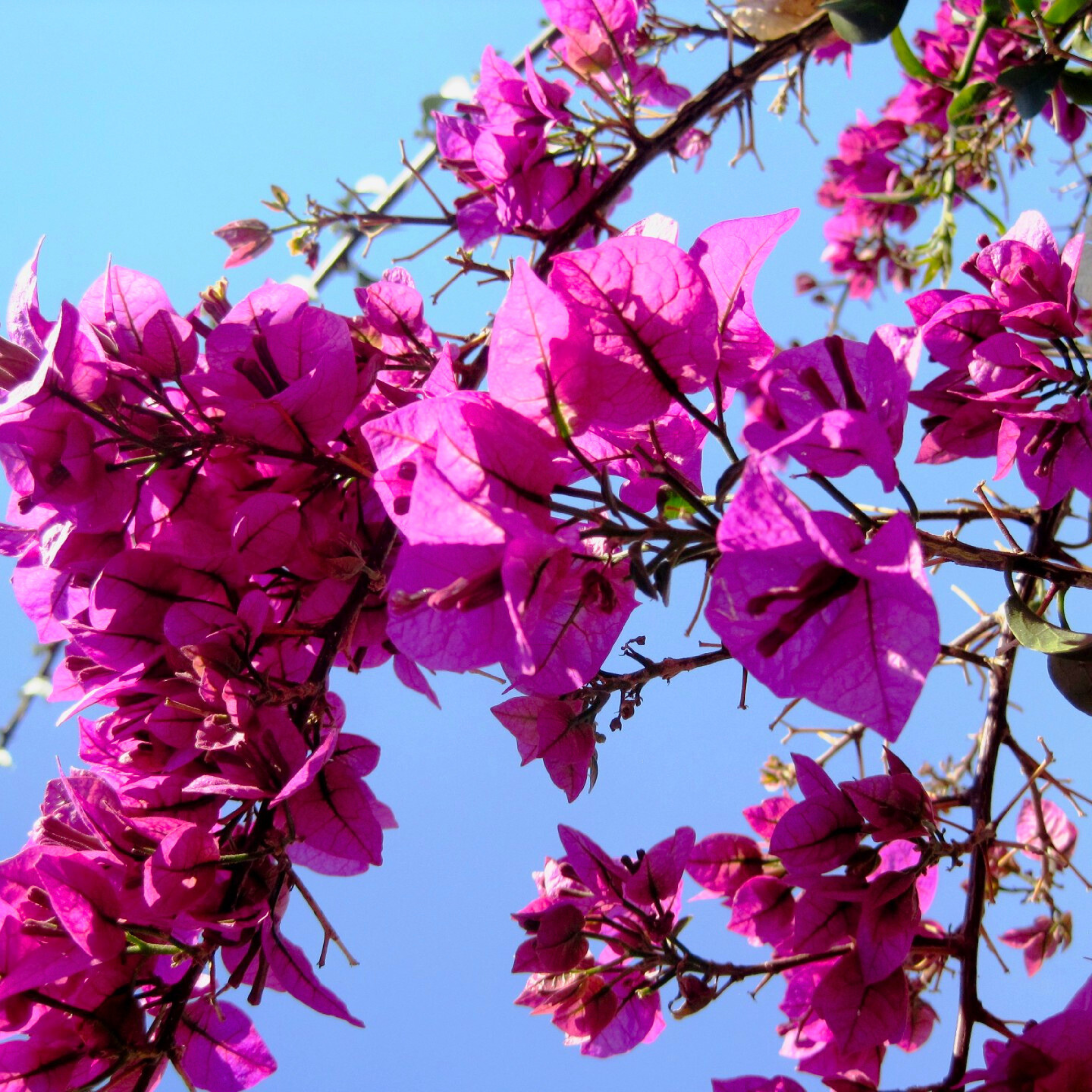 MR Bougainvillea Purple Creeper (Paper Flower) Flowering Live Plant
