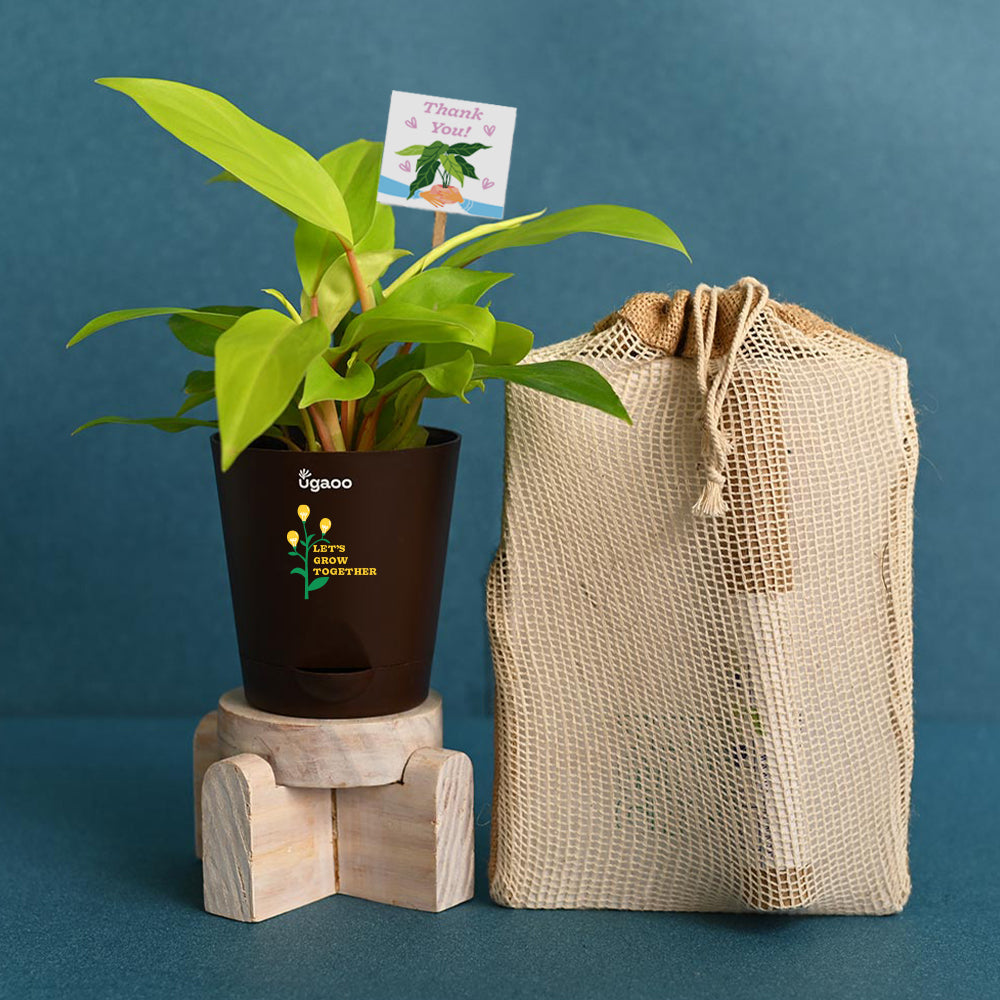 Ugaoo Philodendron Ceylon Golden Plant with Gift Hamper