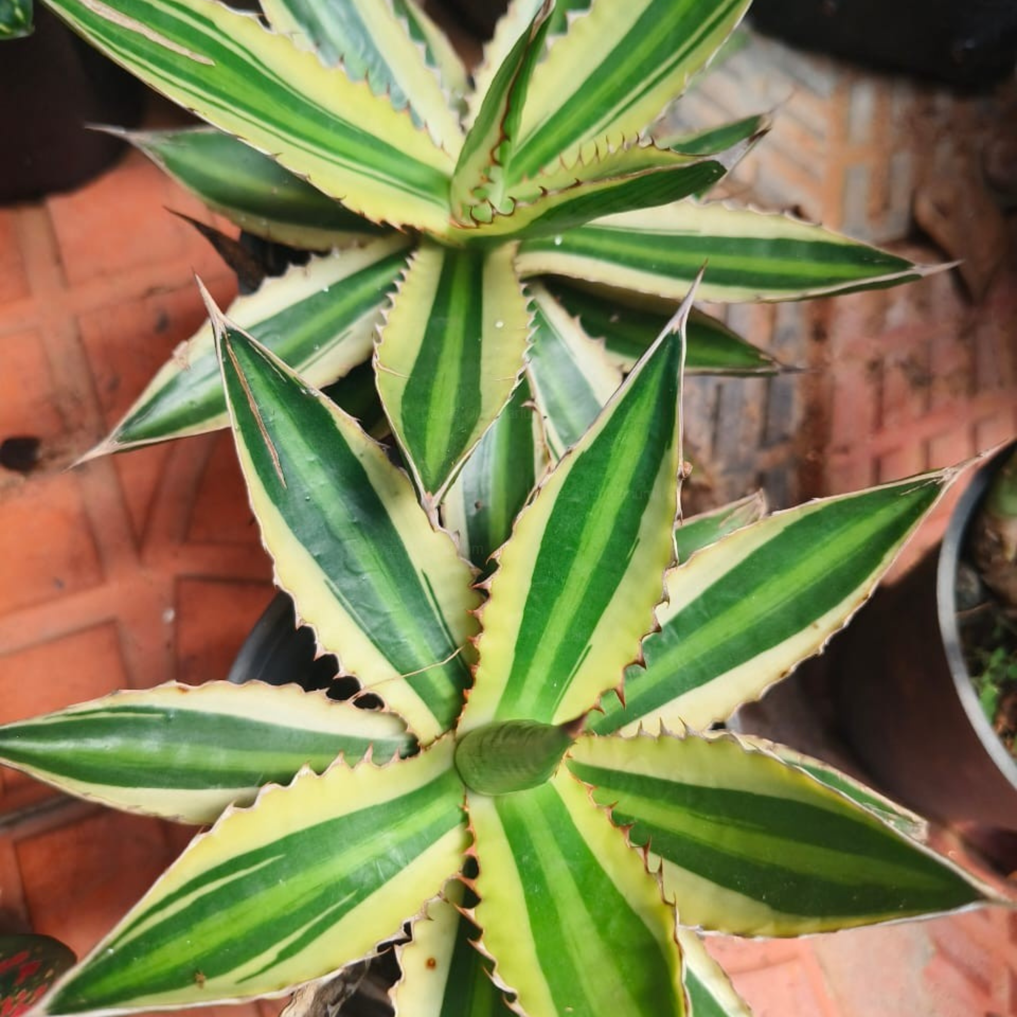 DZ Agave Americana Succulent Live Plant