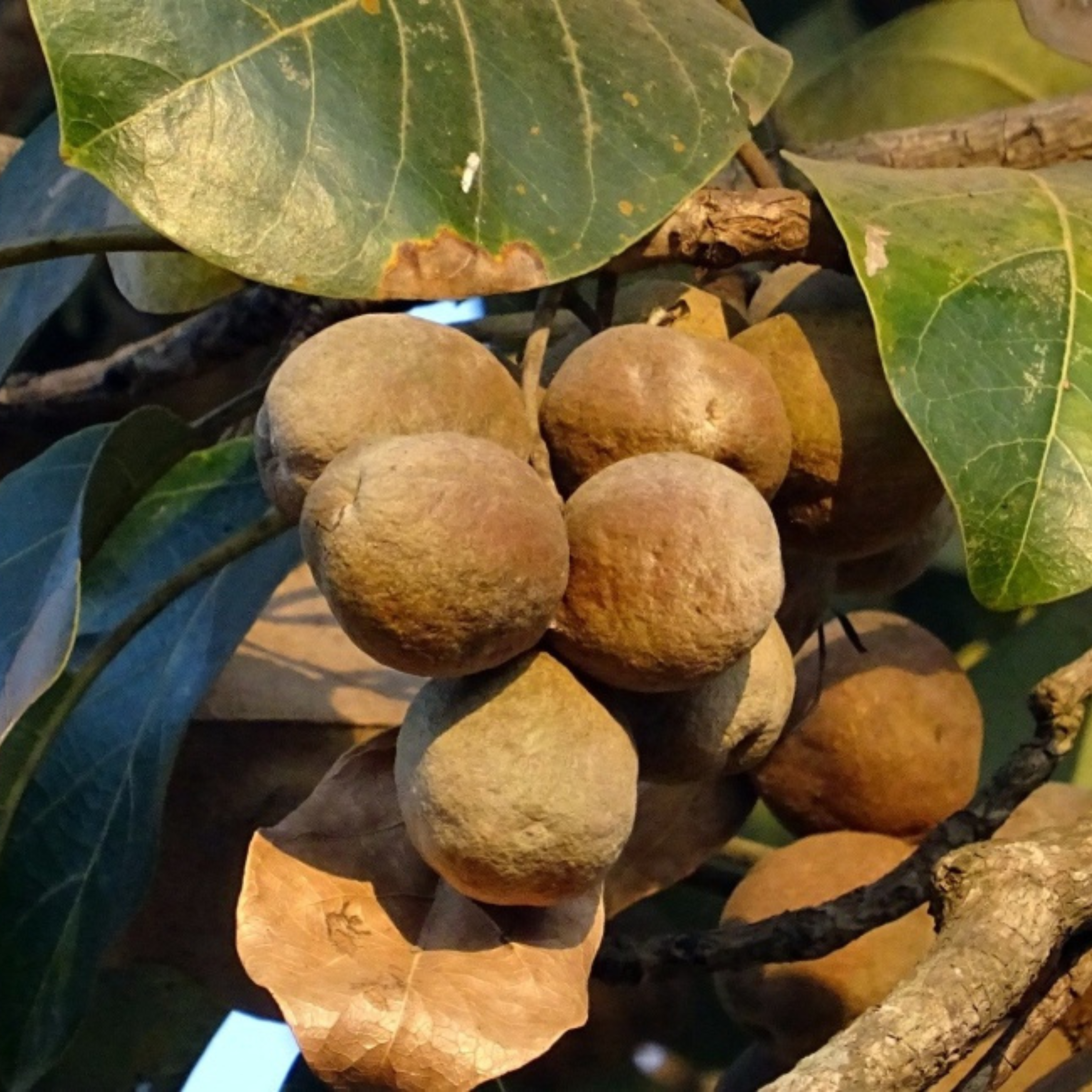 DZ Bahera / Beach Almond (Terminalia bellirica) Medicinal Live Plant - view 2