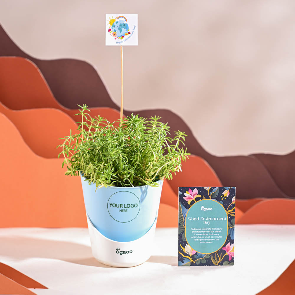 Ugaoo Golden Sedum Plant For Environment Day Gifting - view 20
