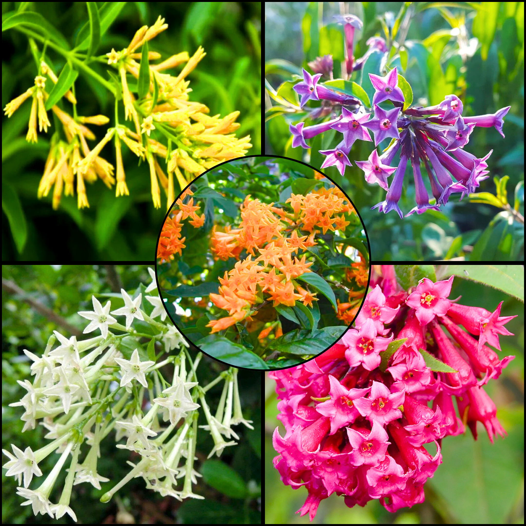 MR Night Blooming Jasmine Flowering Combo - view 2
