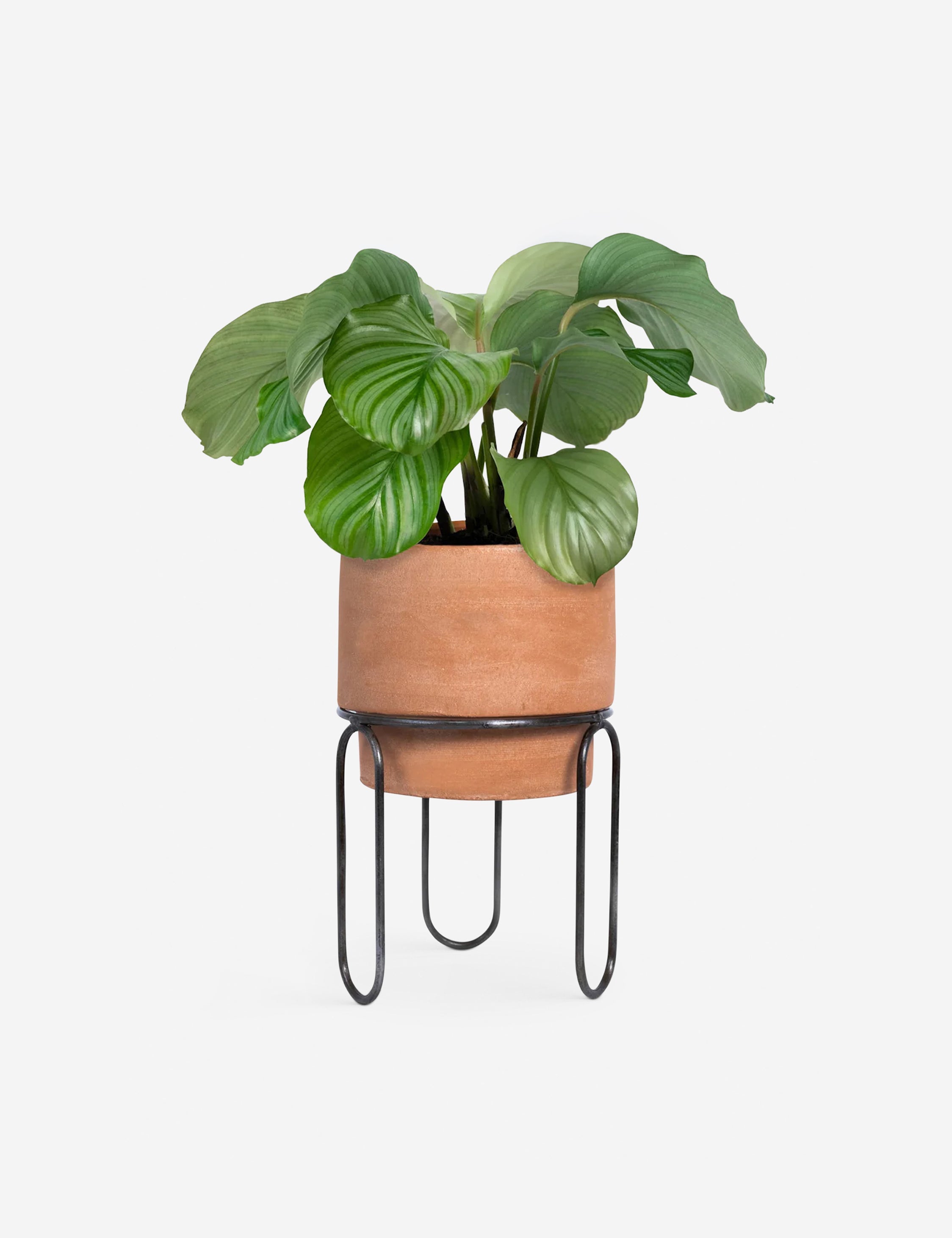 Lulu and Georgia Jaro Terracotta Planter Pot by Meso