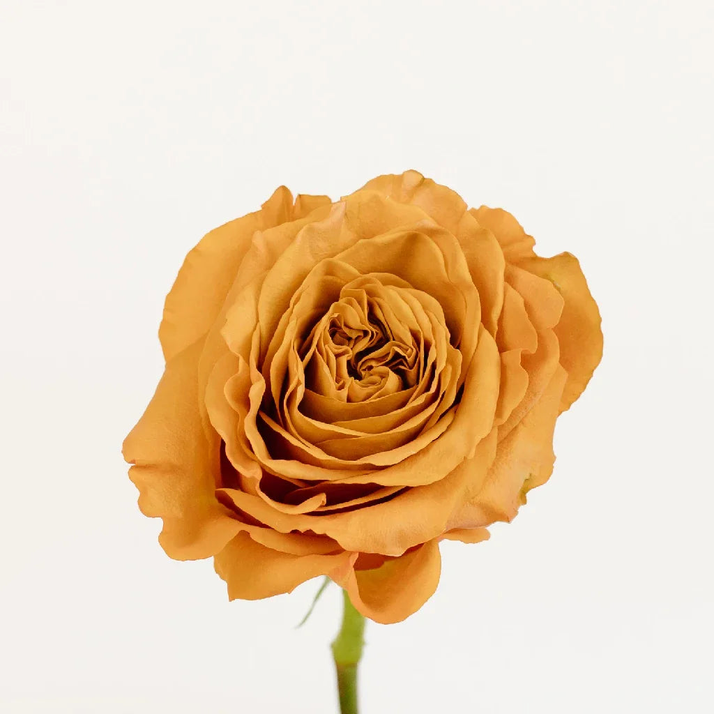 FiftyFlowers Pumpkin Spice Garden Roses - view 2