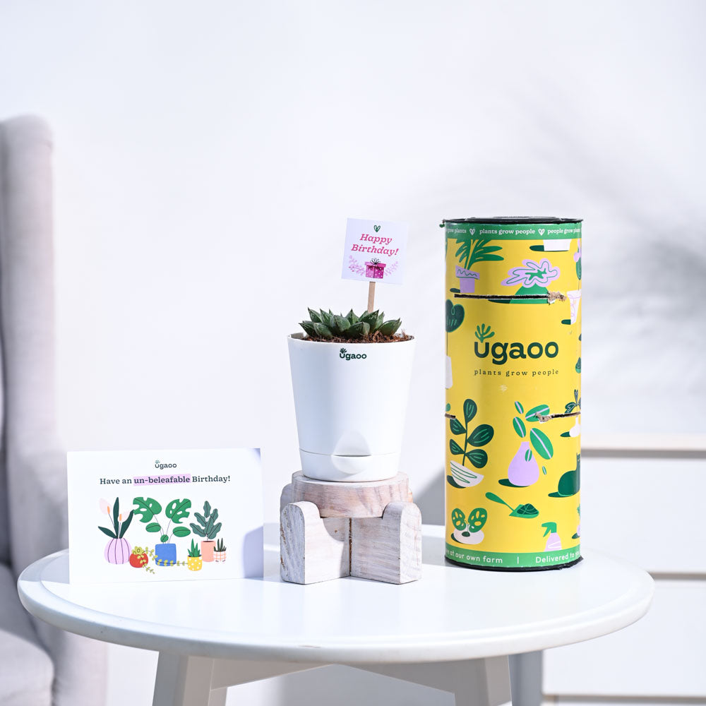Ugaoo Haworthia Maculata Birthday Gift Hamper - view 5