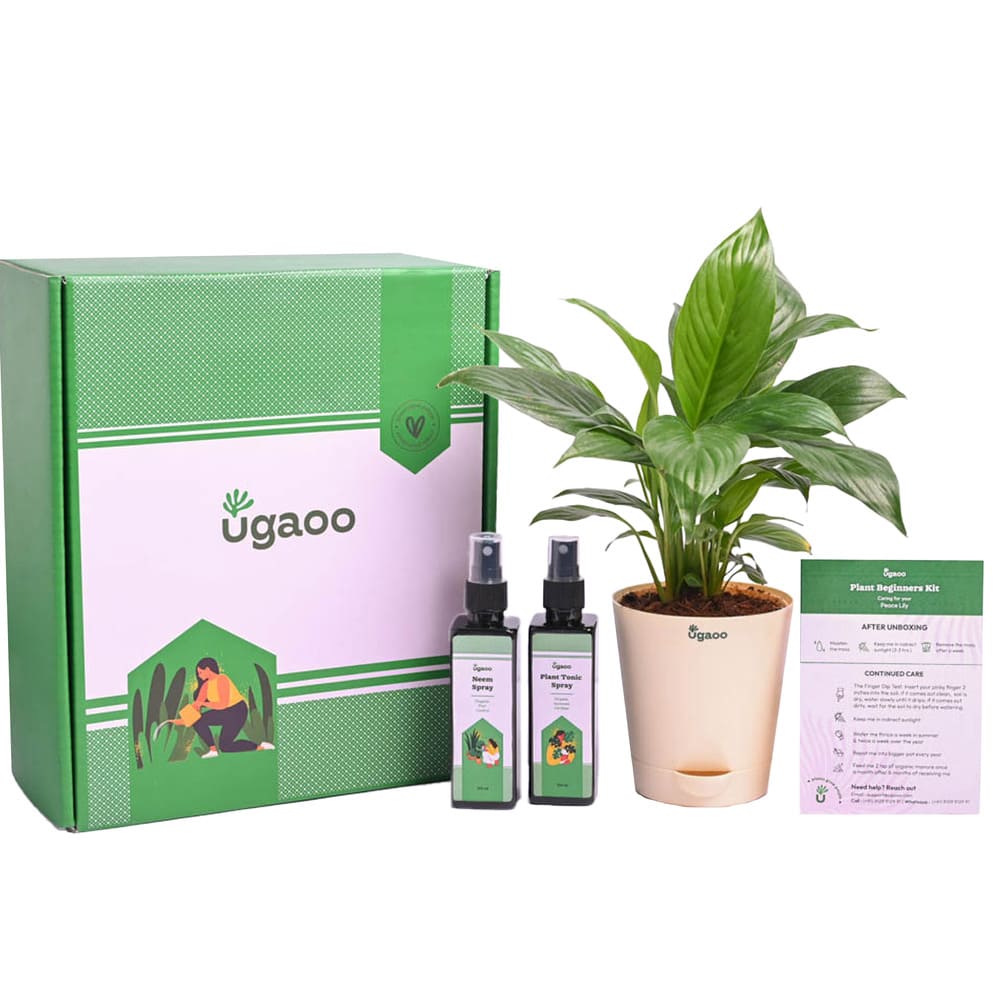 Ugaoo Plant Beginners Kit with Peace Lily Plant