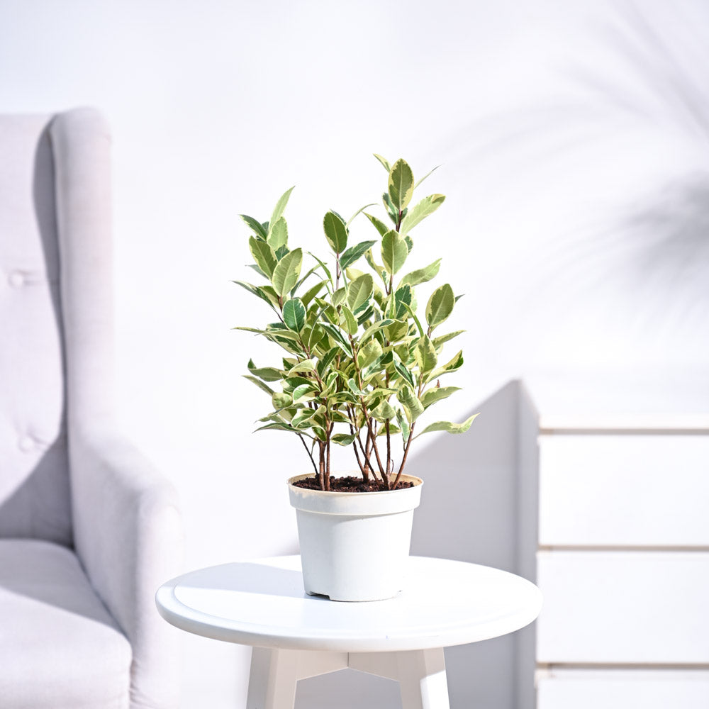 Ugaoo Ficus Prestige Plant - view 10