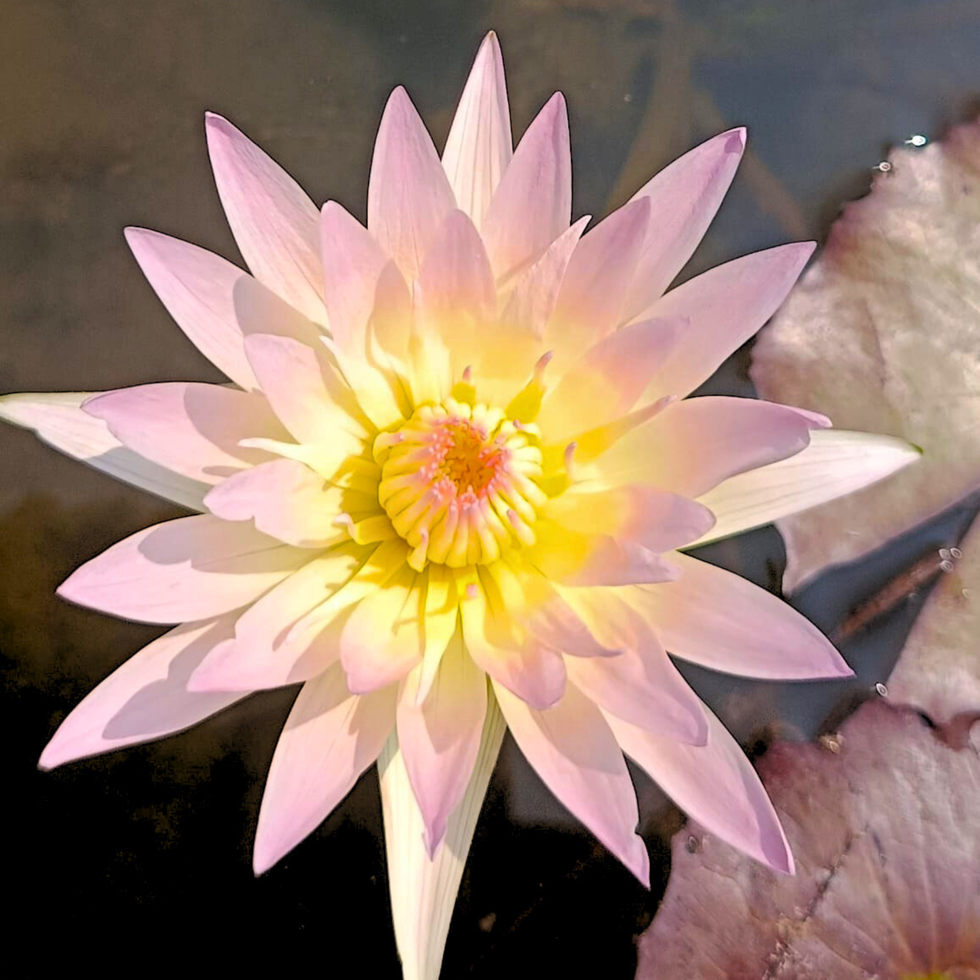 DZ Nymphaea Day Glow - view 3