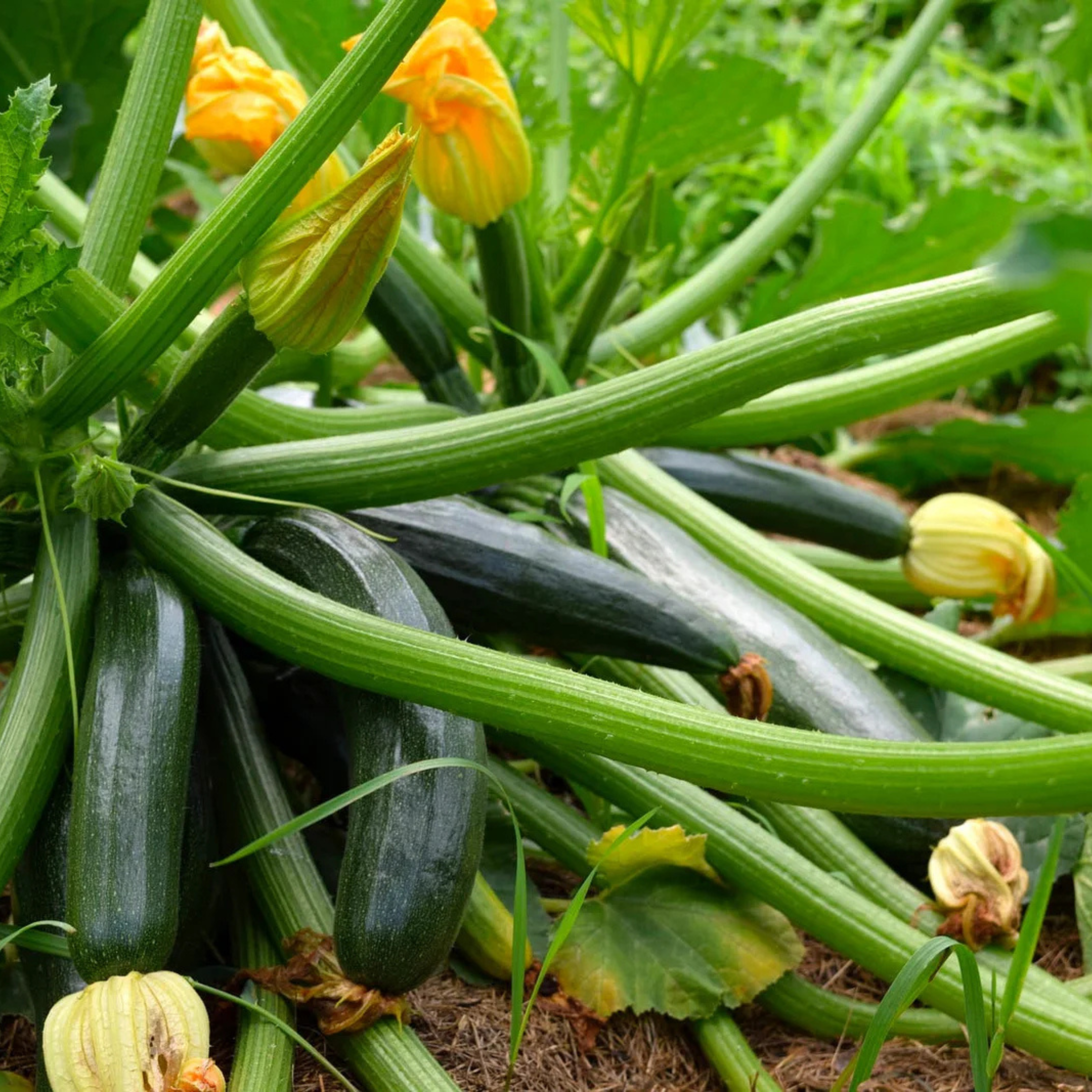 Seed2Plant Organic Zucchini Long Green Seeds - Open Pollinated