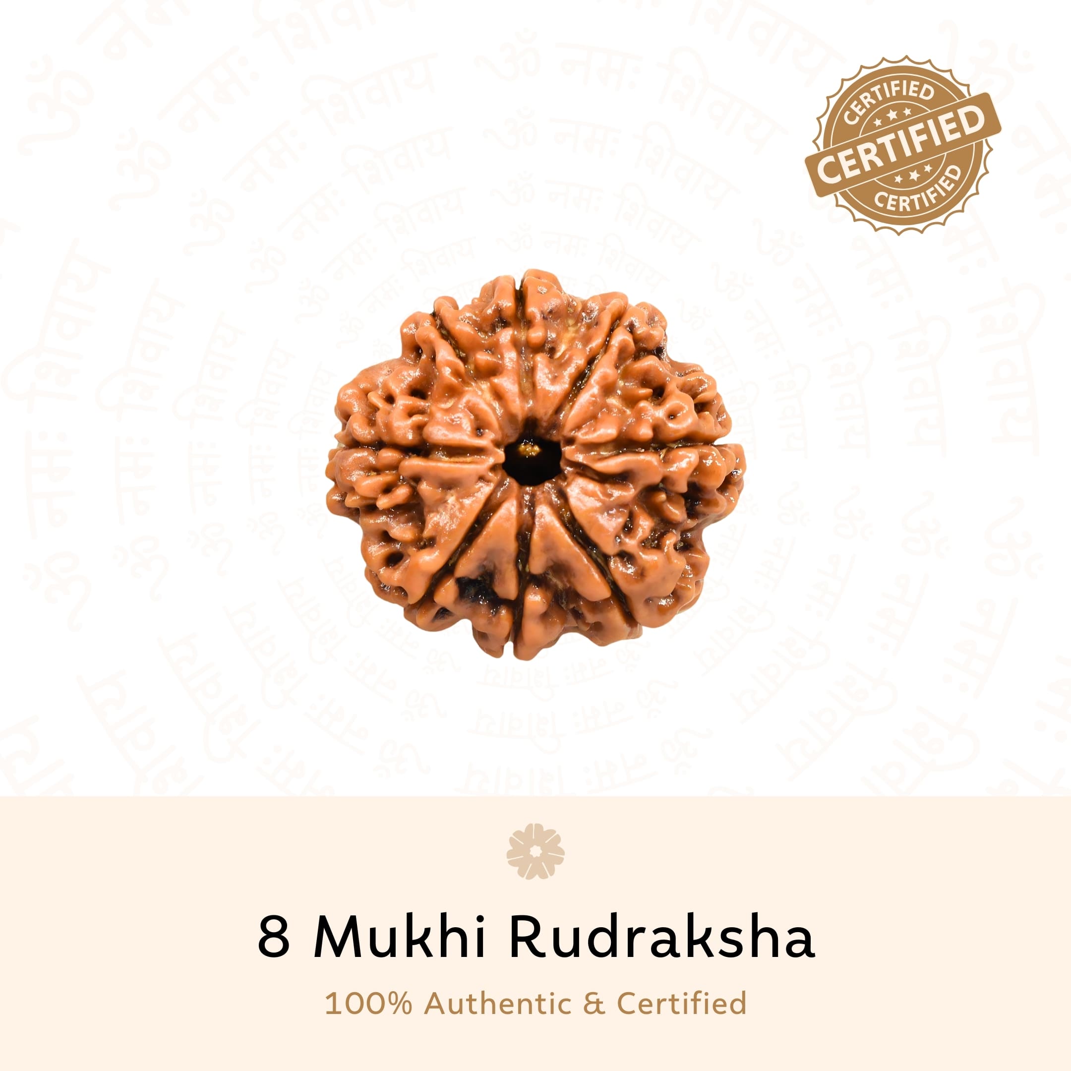 Prinjal Jewellers 8 Mukhi Rudraksha ( Nepali ) - view 2