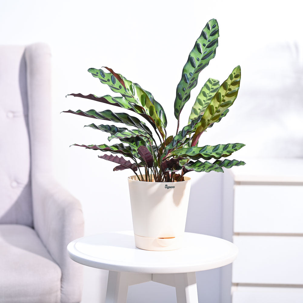 Ugaoo Calathea Rattlesnake Plant - view 22
