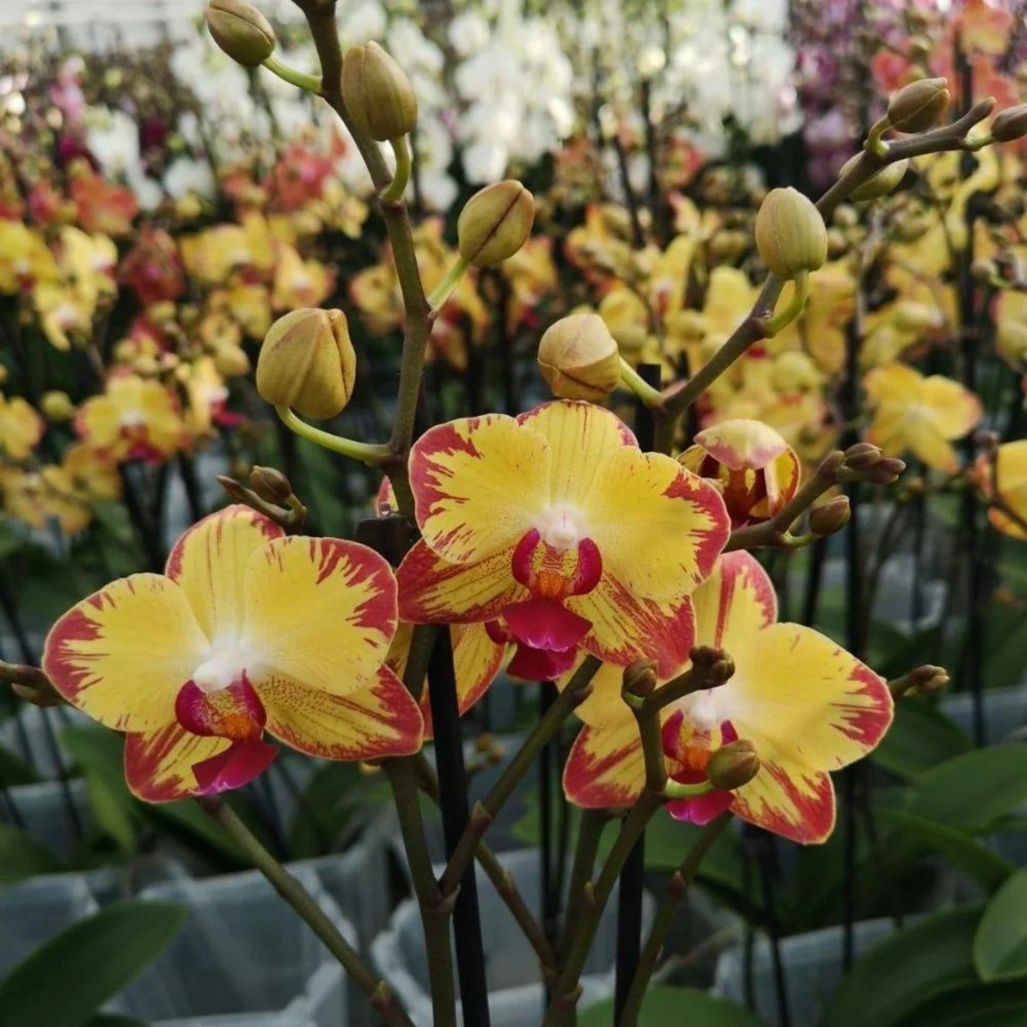 DZ Phalaenopsis Papagayo - Blooming Size - view 3