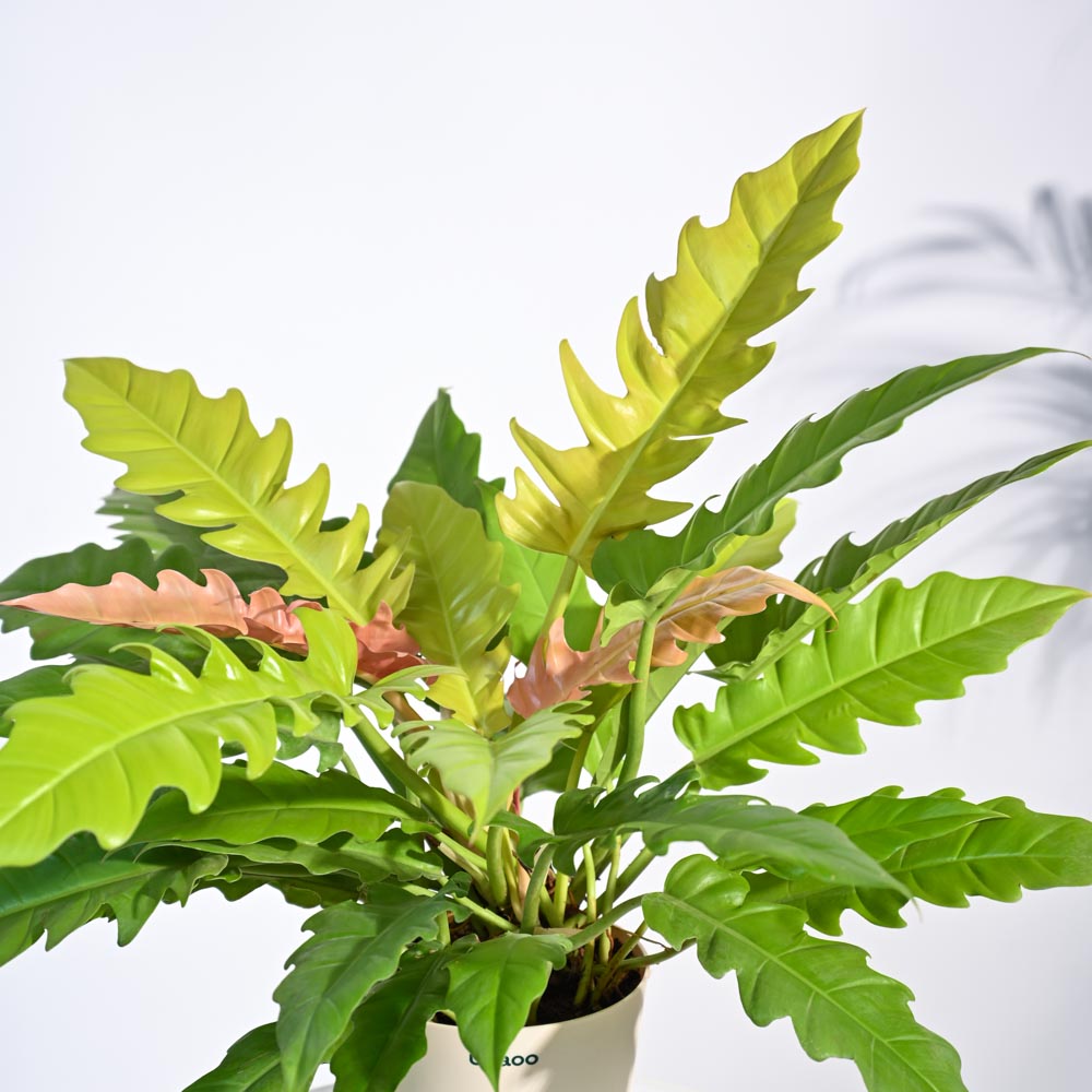Ugaoo Philodendron Pluto Golden Plant - view 2