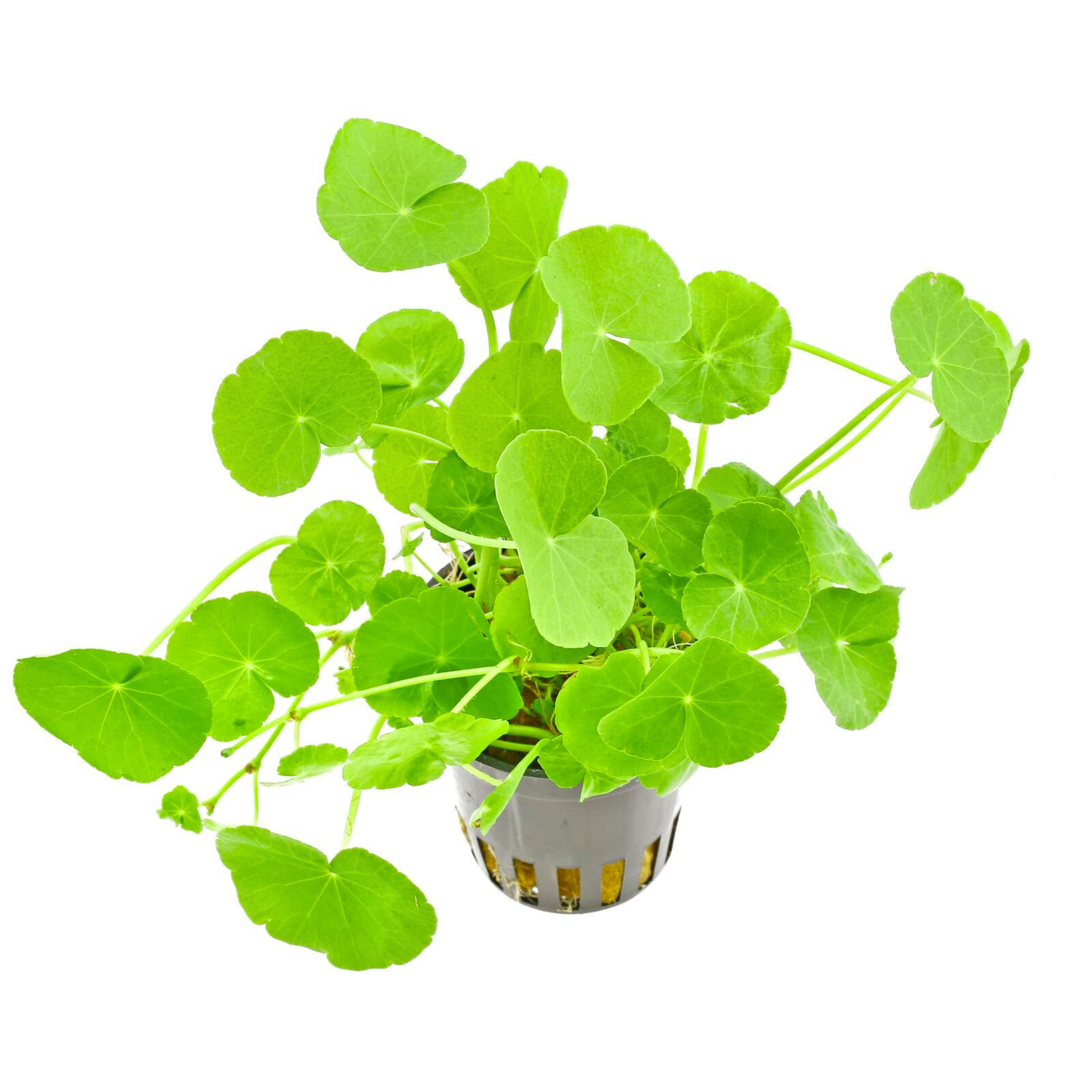 MRWP Brazilian Pennywort (hydrocotyle leucocephala) Aquarium Live Plant - view 2