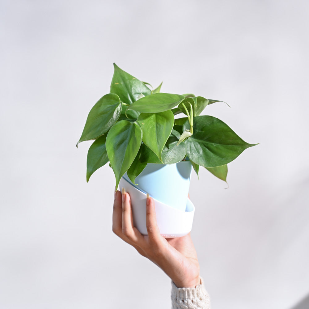 Ugaoo Philodendron Oxycardium Green Plant with GroPot - view 4