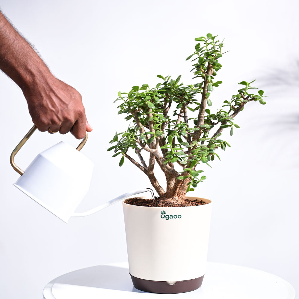 Ugaoo Jade Mini Bonsai - view 4
