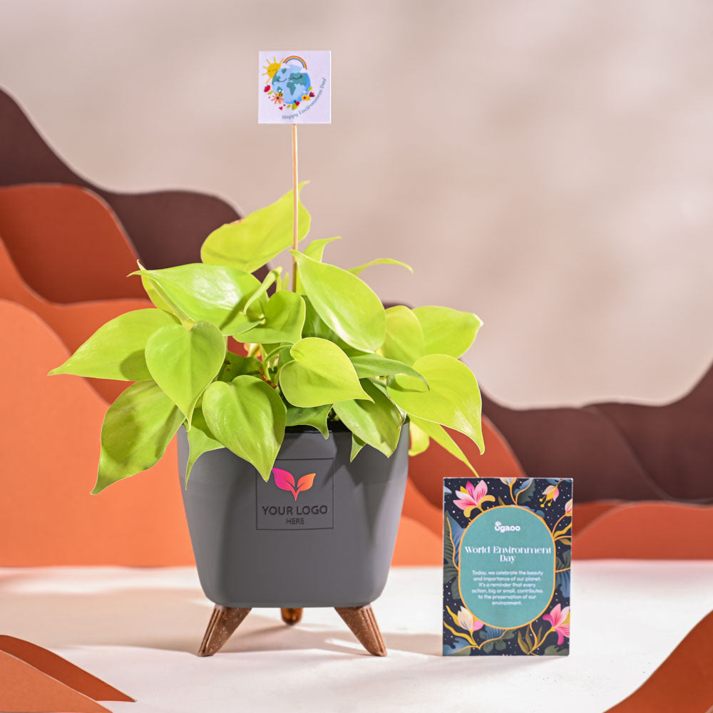 Ugaoo Philodendron Oxycardium Golden Plant For Environment Day Gifting - view 44
