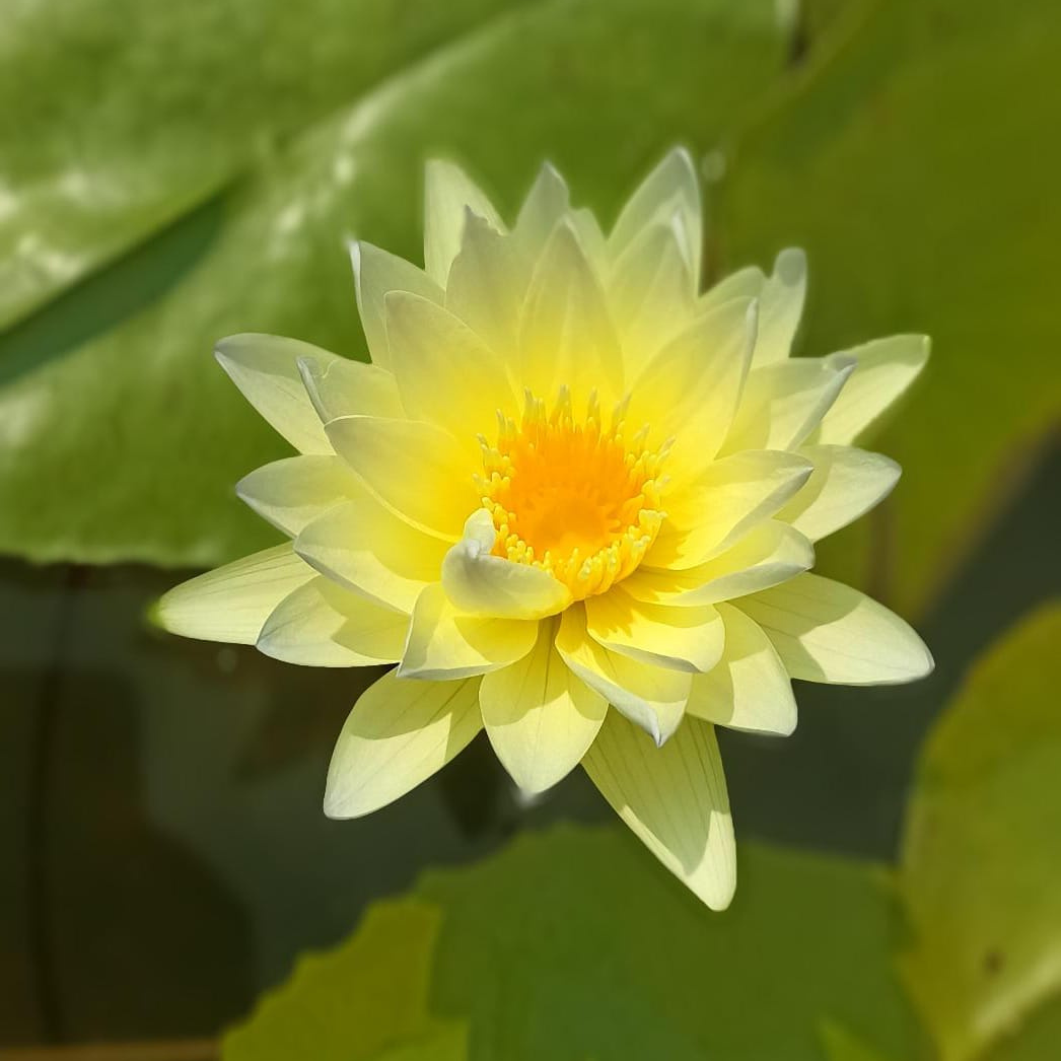 DZ Nymphaea Poonsub - view 4