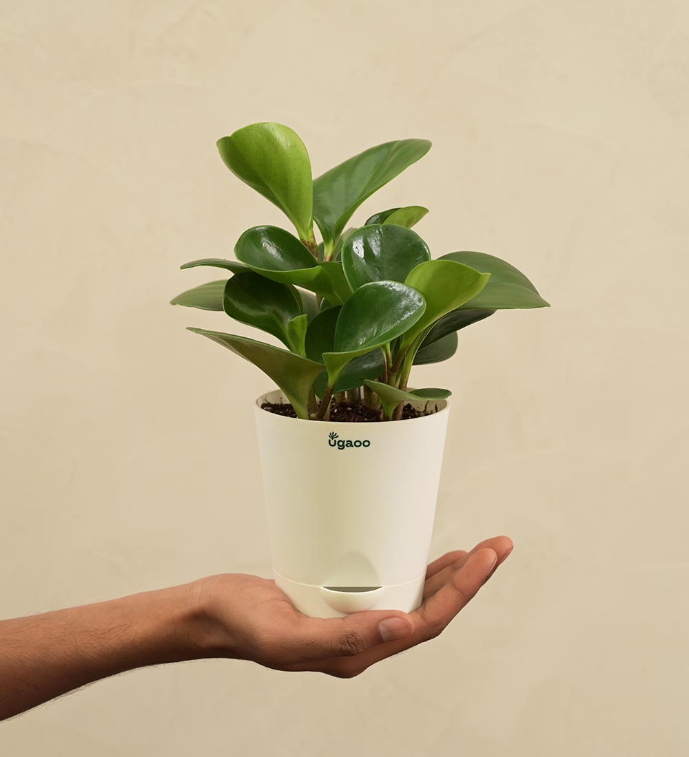 Ugaoo Peperomia Green Plant For Environment Day Gifting - view 4