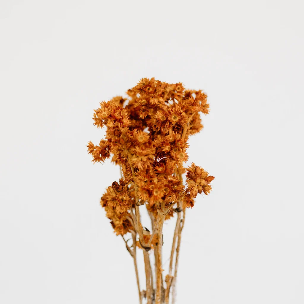 FiftyFlowers Rust Brown Dried Andean Asters - view 2
