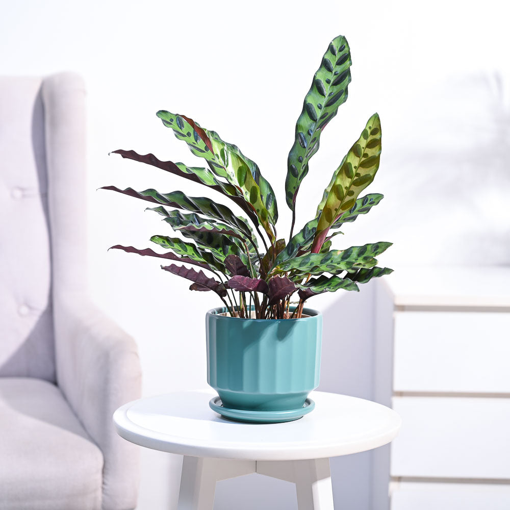 Ugaoo Calathea Rattlesnake Plant - view 76