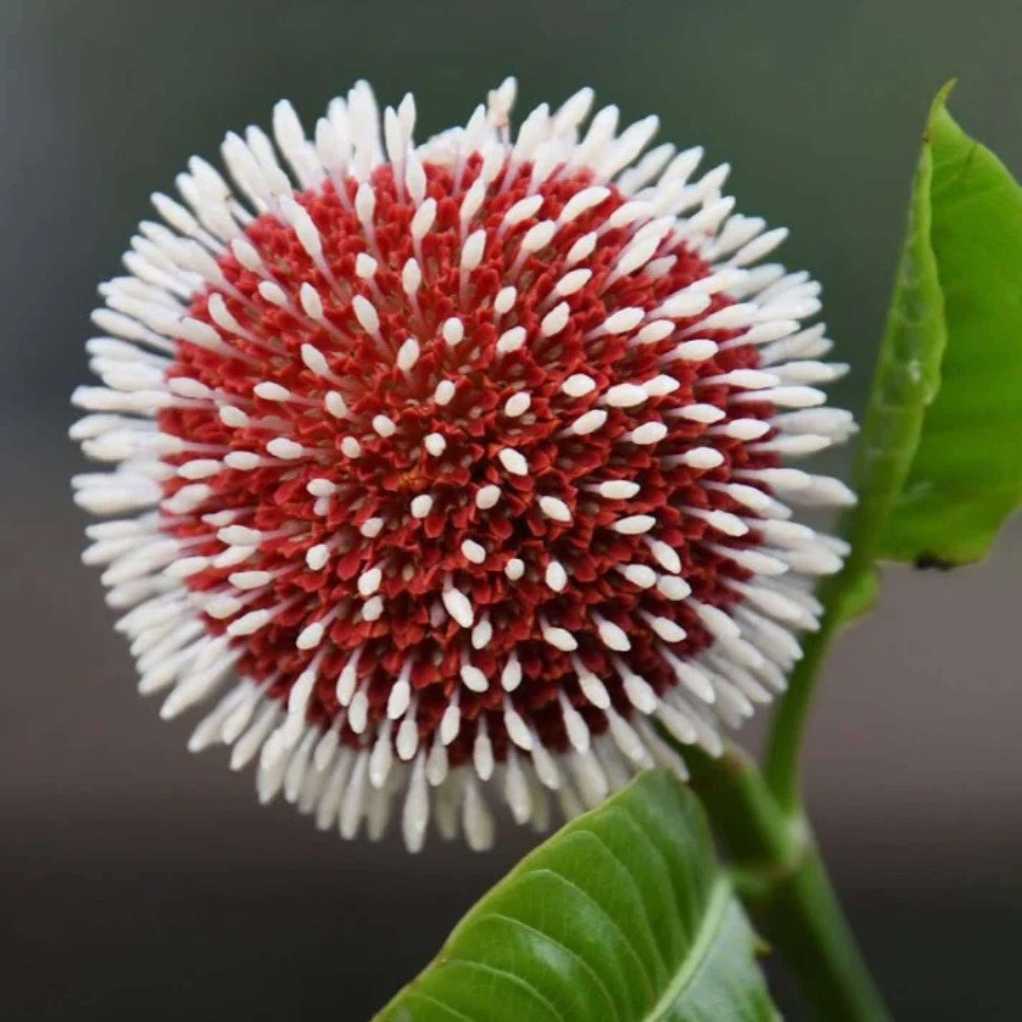 MR Kadamb Flowering Plants Combo - view 3