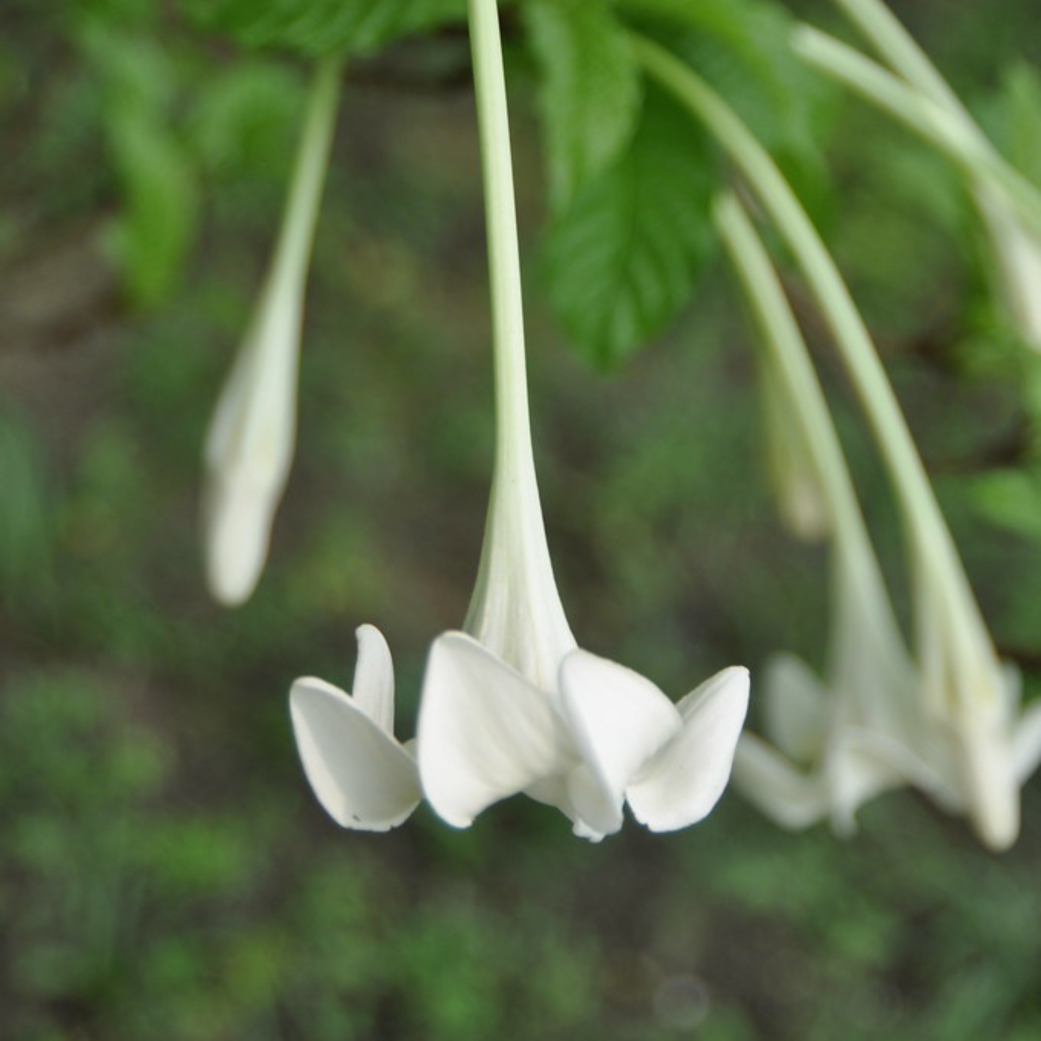 MR African Tree Gardenia (Euclinia longiflora) Flowering Live Plant