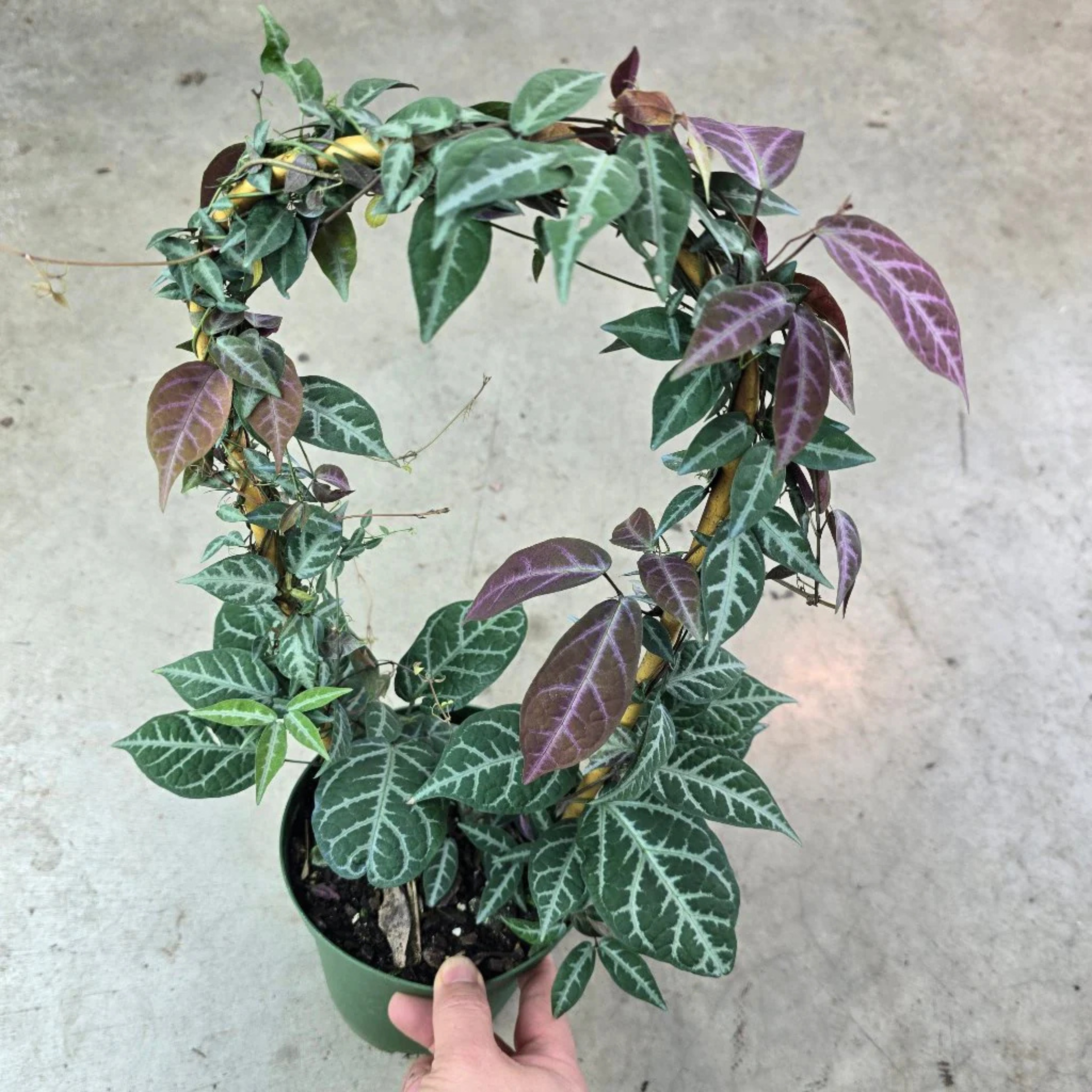 MR Silver-Leaved Trumpet Vine (Bignonia argyreoviolascens) Indoor / Outdoor Live Plant - view 2