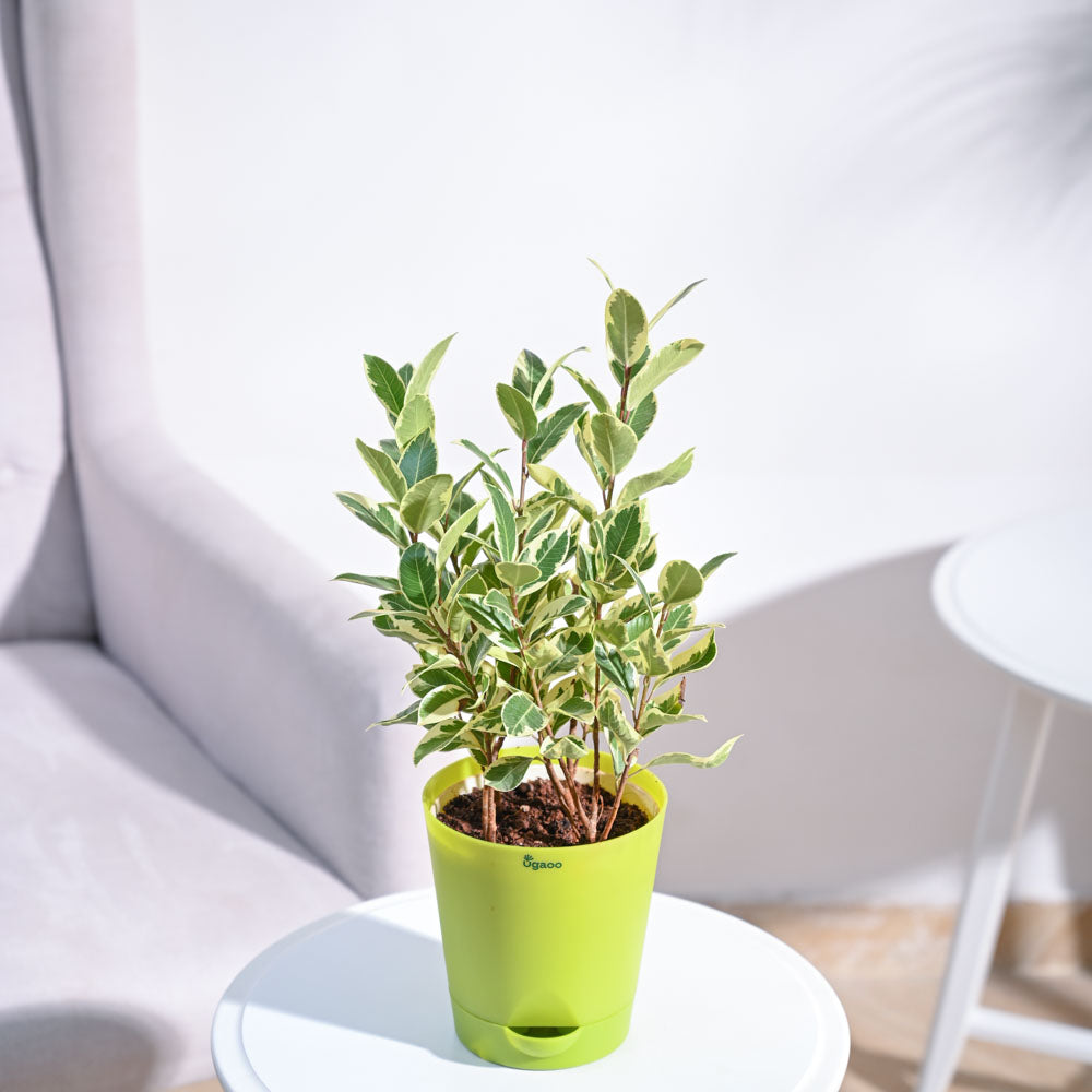 Ugaoo Ficus Prestige Plant - view 13