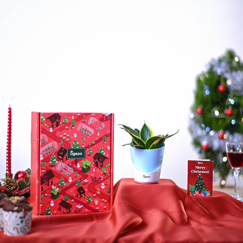 Ugaoo Snake Plant Christmas Gift Hamper - view 2
