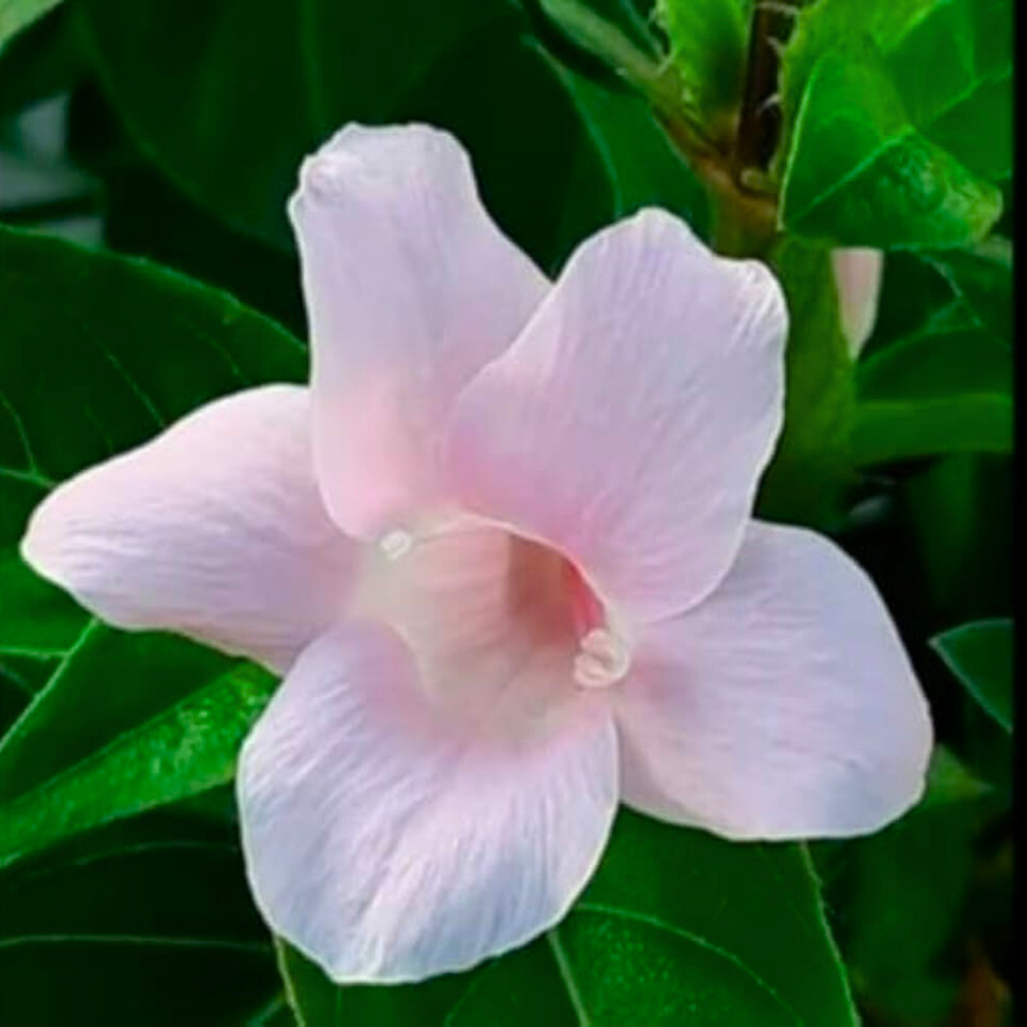 MR December Flower Baby Pink (Barleria cristata) All Time Flowering Live Plant - view 2