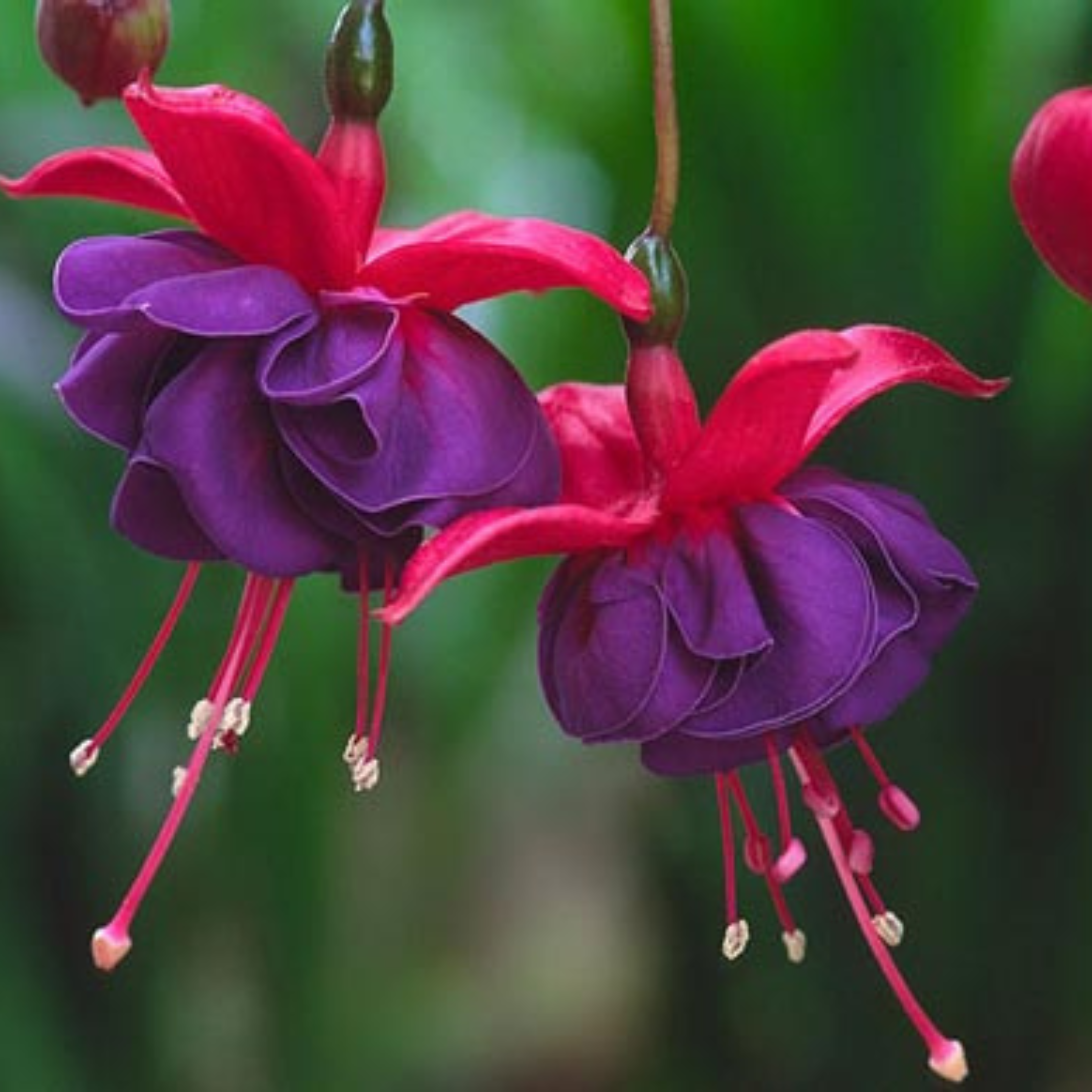 MR Fuchsia Purple (Fuchsia magellanica) Rare All Time Flowering Live Plant - view 6
