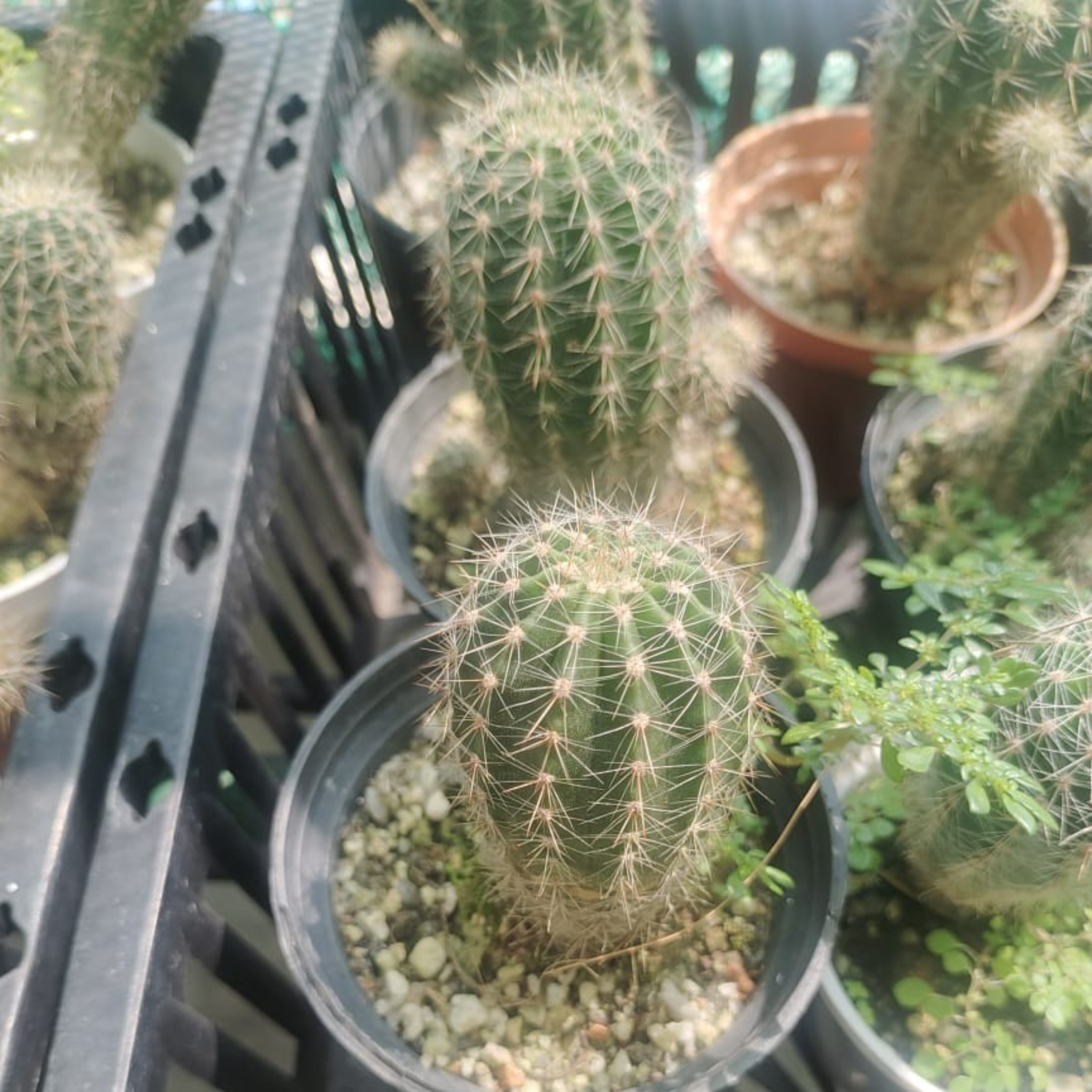 DZ Trichocereus Grandiflorus Cactus - view 2