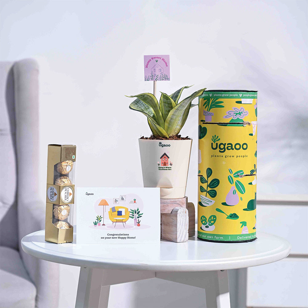 Ugaoo Snake Plant - Golden Housewarming Gift Hamper