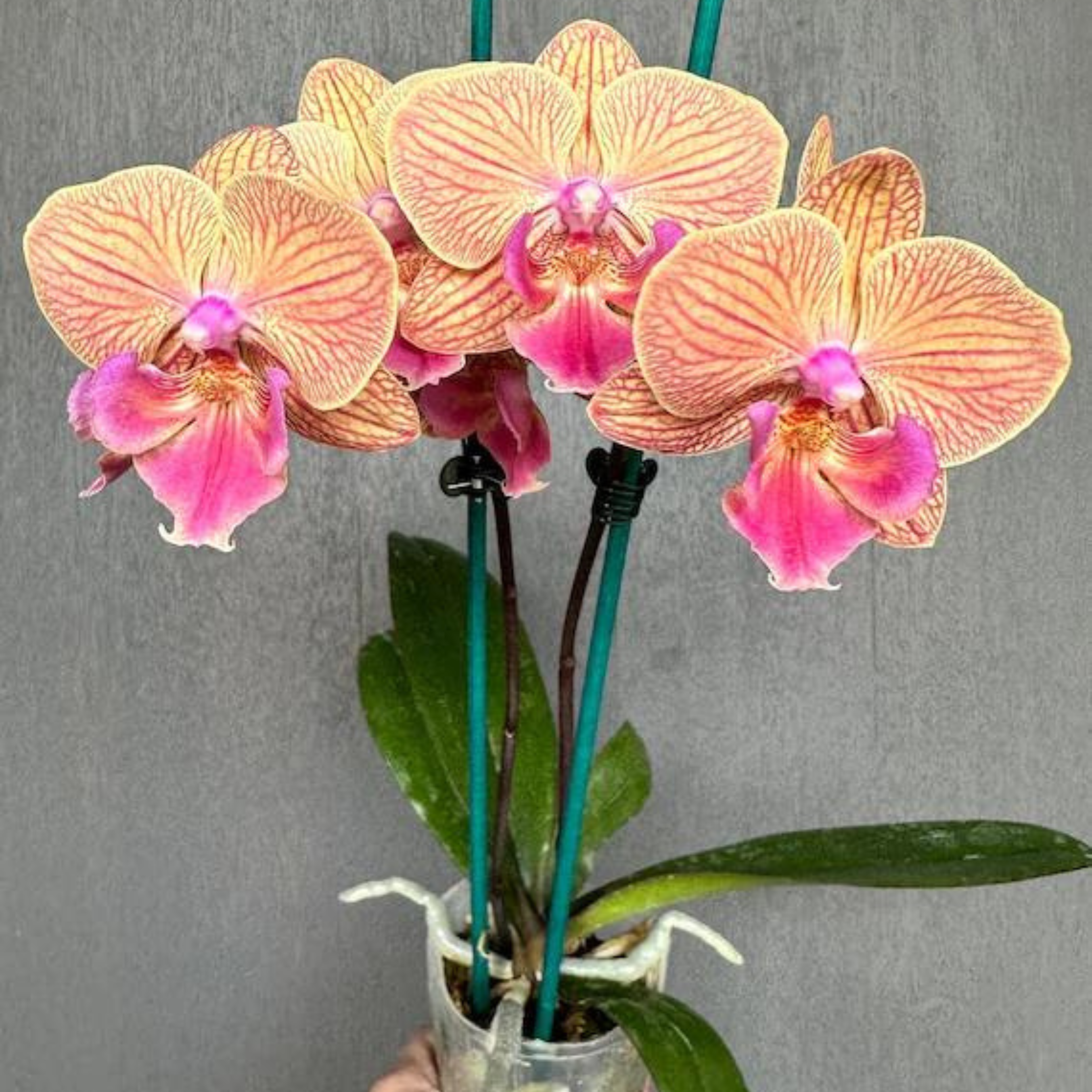 DZ Phalaenopsis Tying Shin Eternal Star Golden Water - Blooming Size