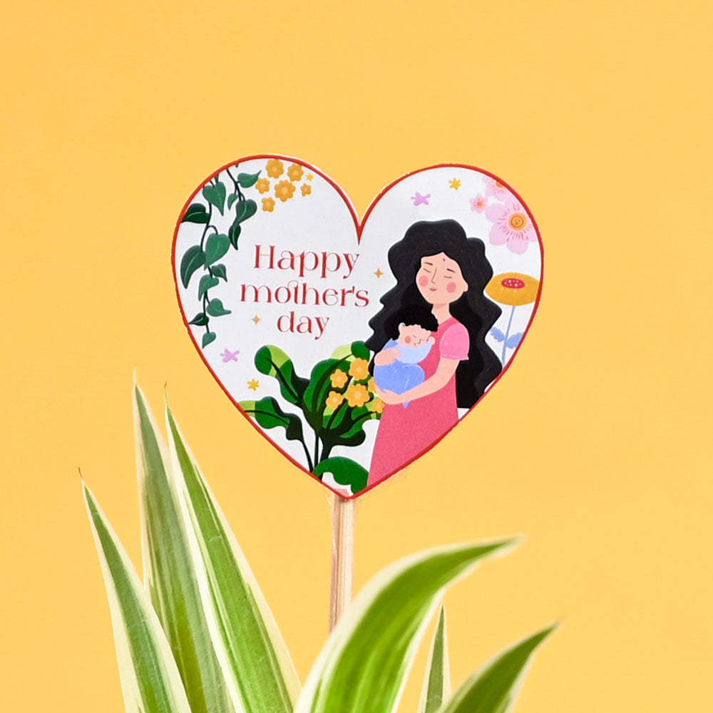 Ugaoo Spider Plant For Mother's Day Gifting - view 3