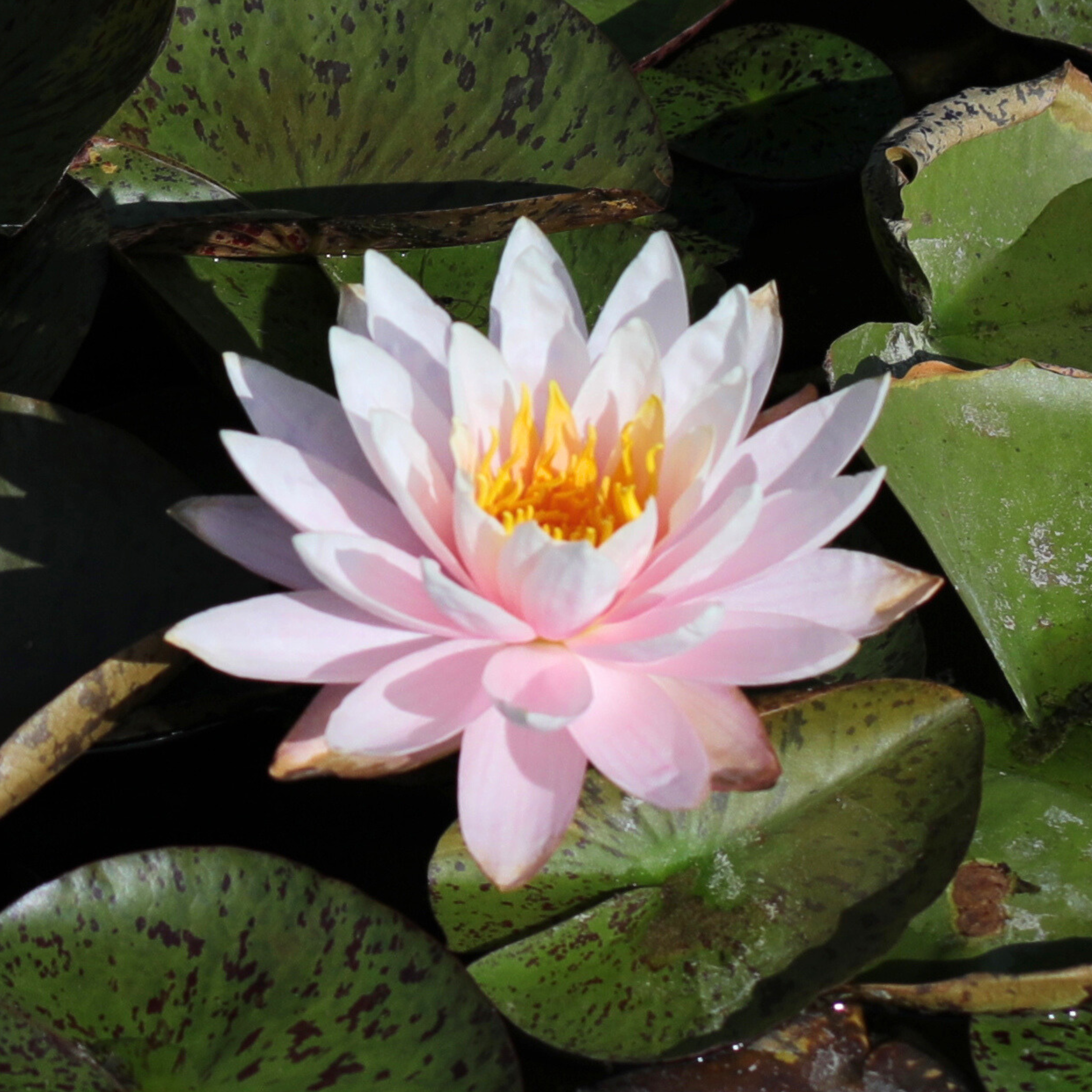 DZ Nymphaea Myra - view 4