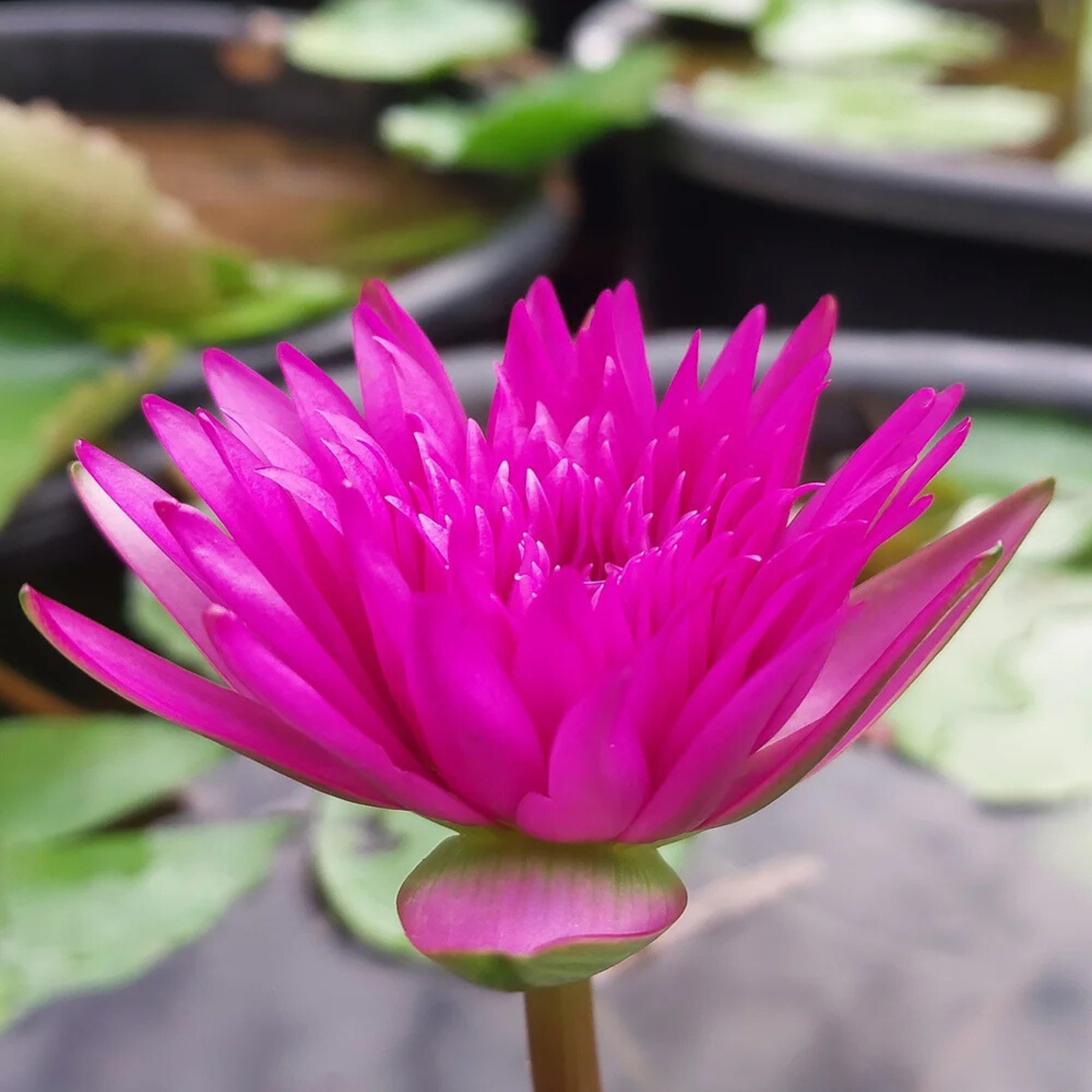 DZ Nymphaea Taweekan
