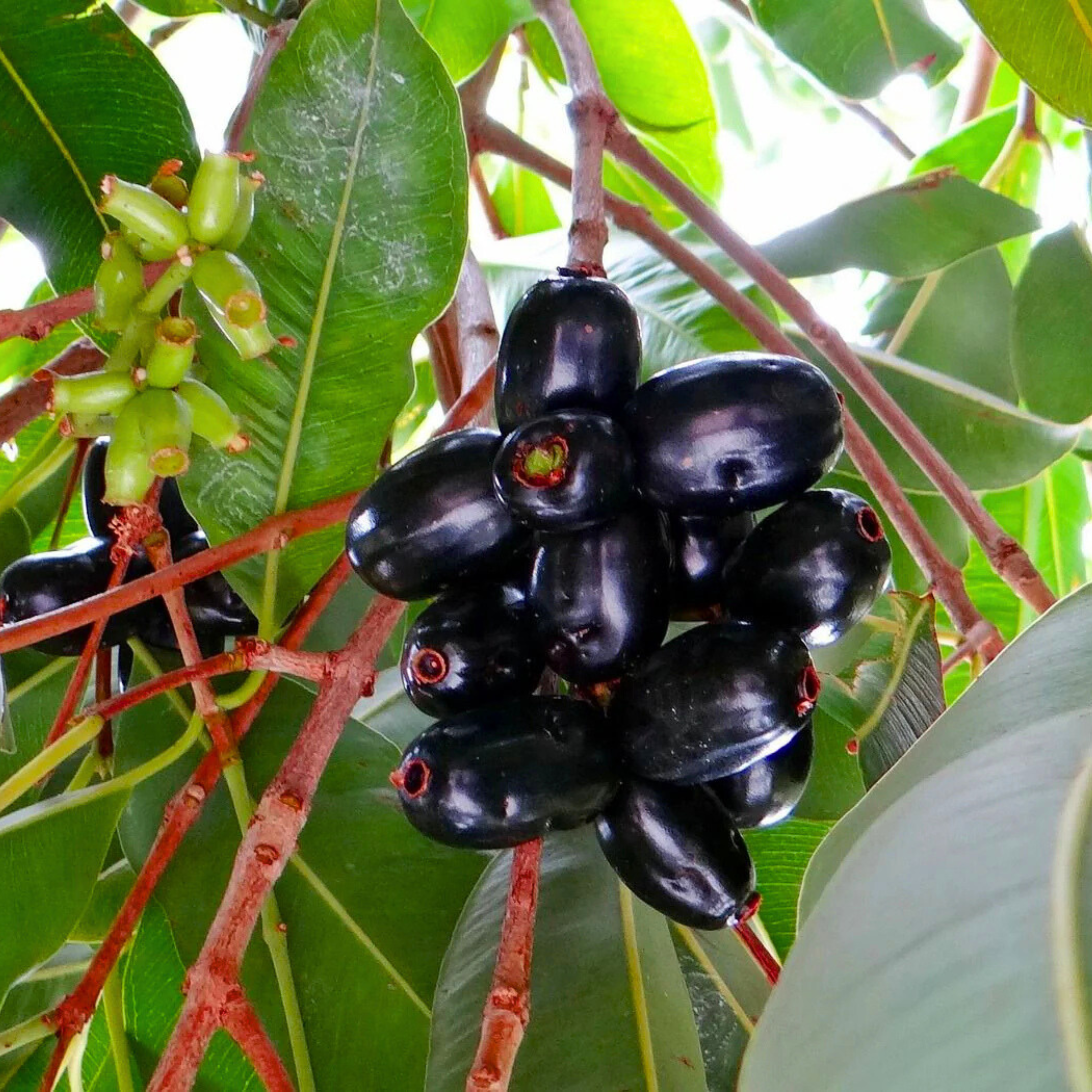 DZ Jamun/Black Plum (Syzygium cumini) Fruit Live Plant