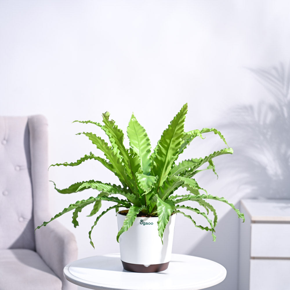 Ugaoo Osaka Bird Nest Fern - view 27