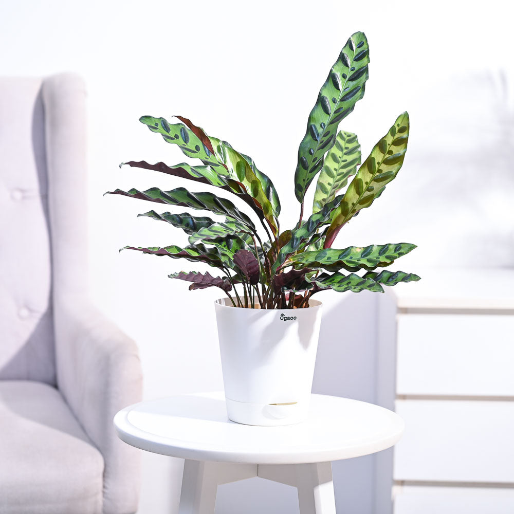 Ugaoo Calathea Rattlesnake Plant - view 12