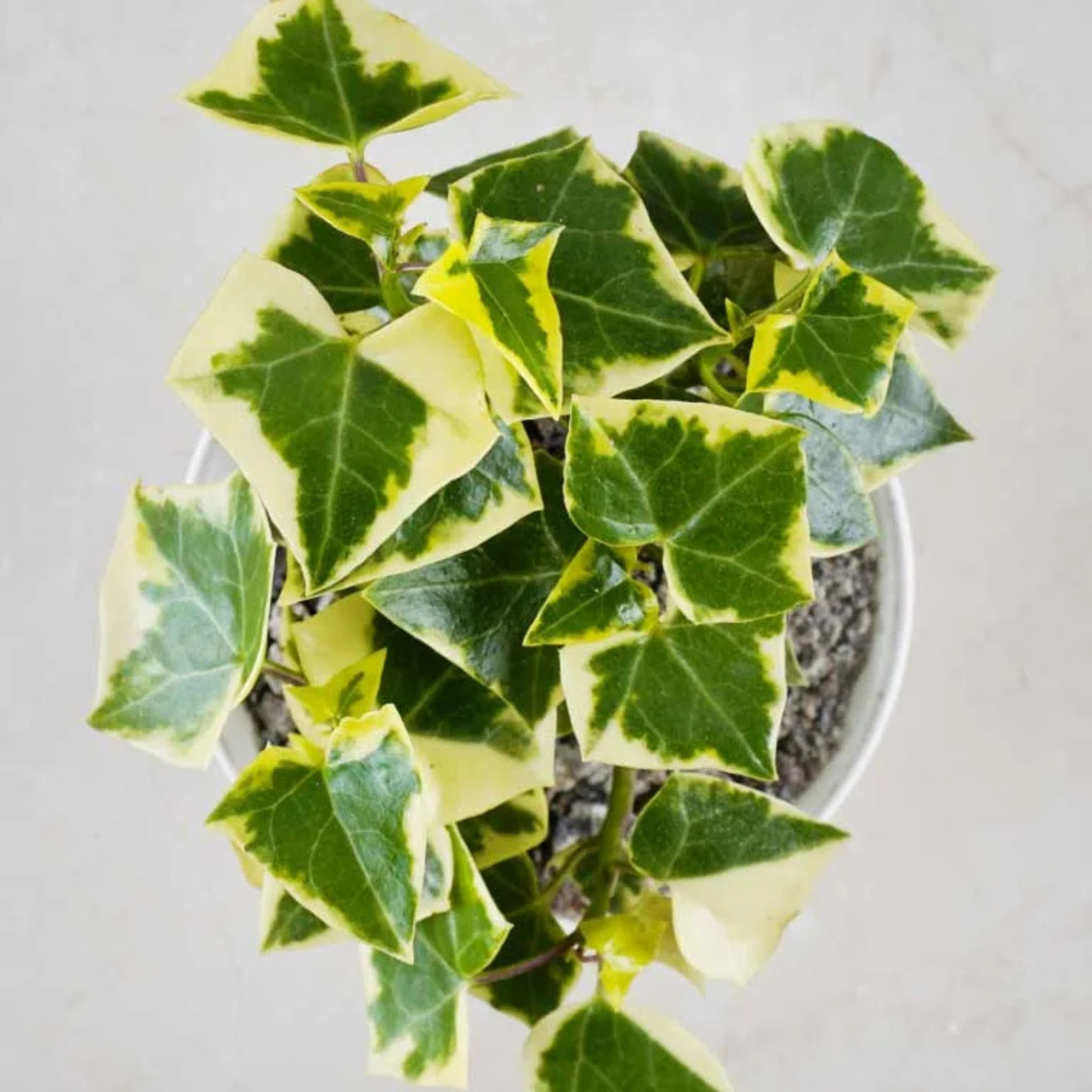 MR English Ivy Variegated (Hedera helix Variegata) Indoor Live Plant - view 3