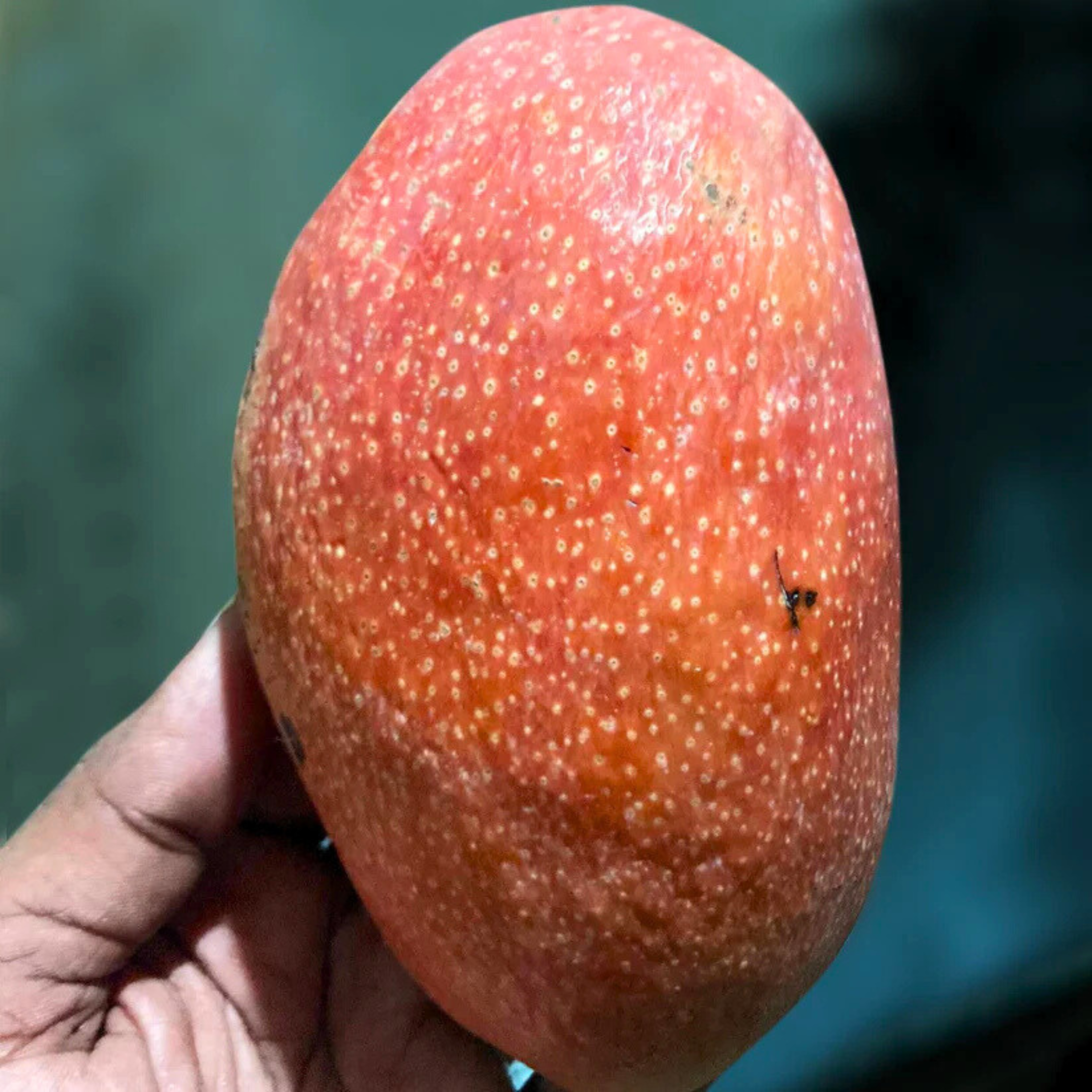 VL Yuwen Mango Grafted Live Plant - view 2