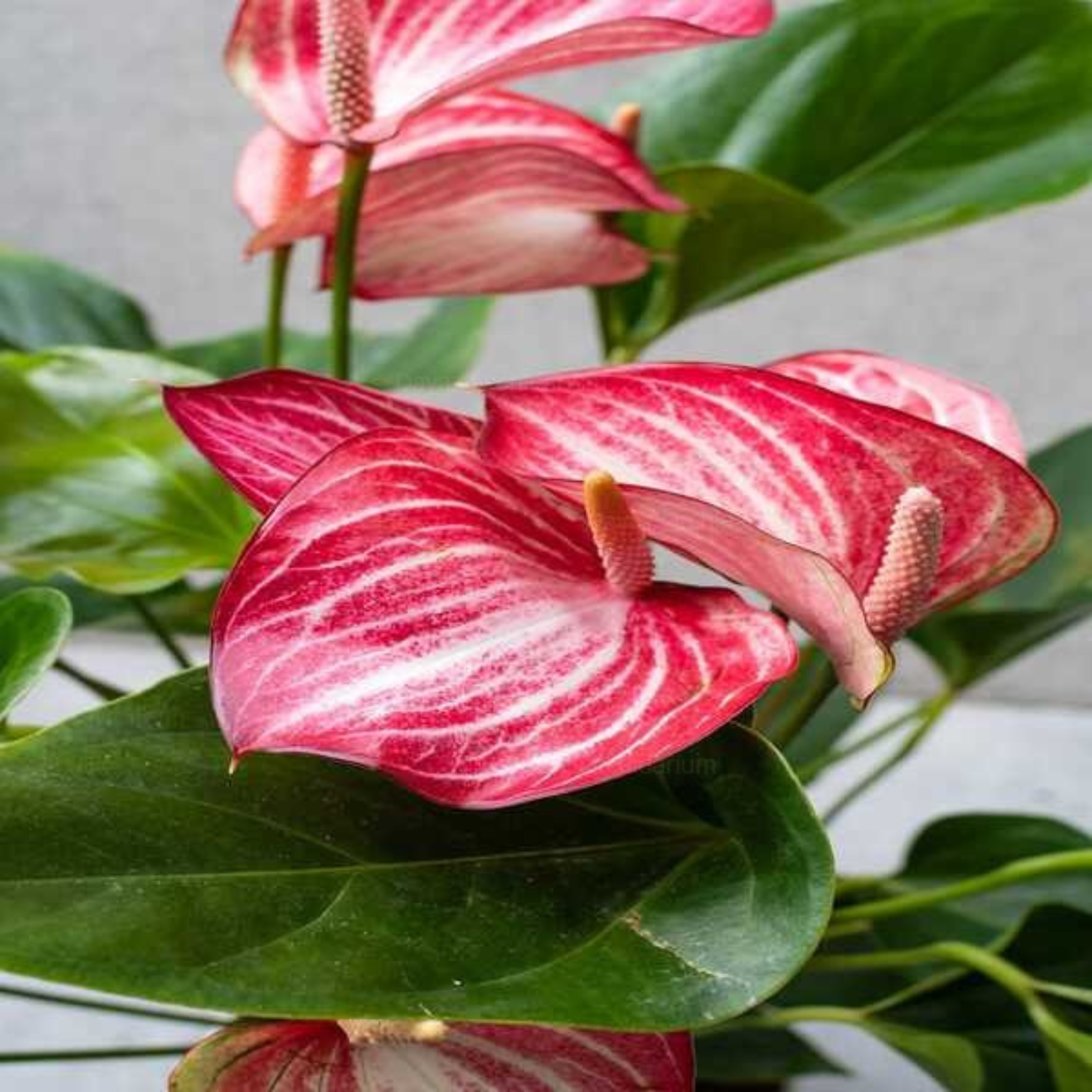 DZ Dwarf Anthurium Livium Indoor/Outdoor Live Plant - view 2