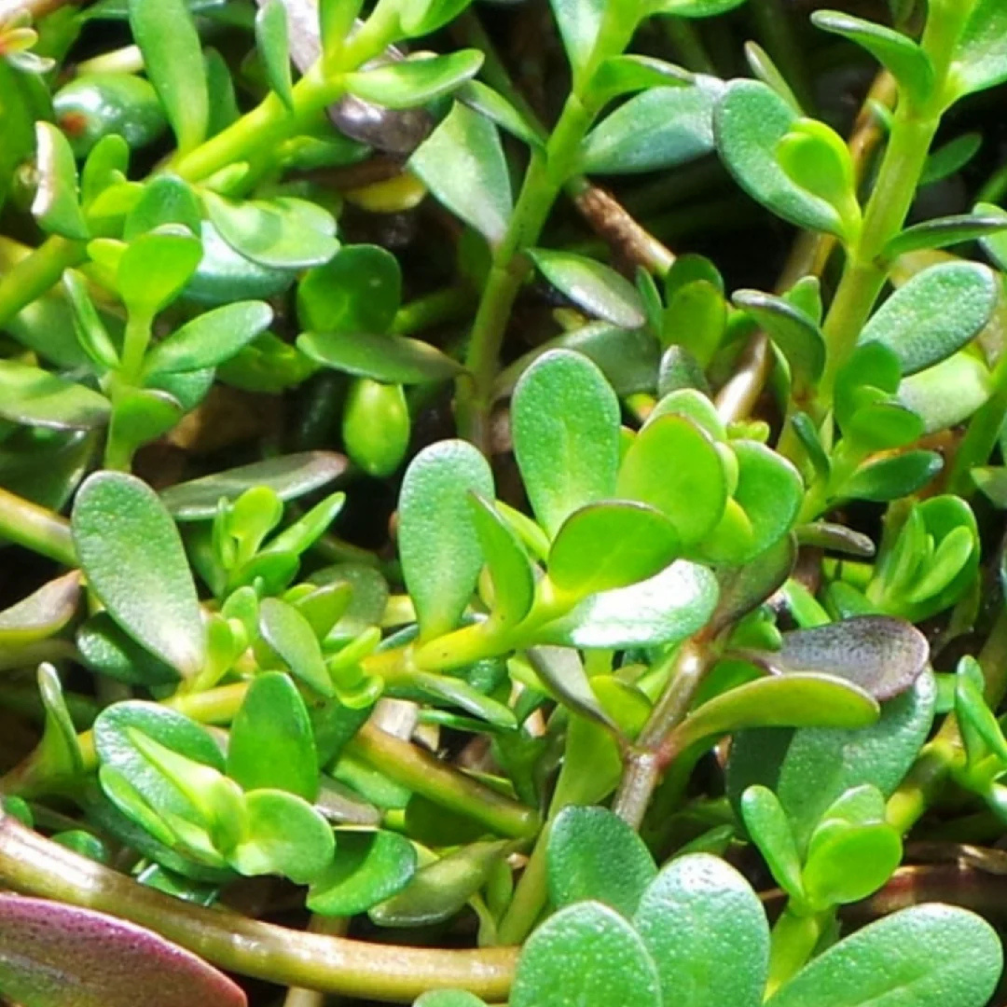 DZ Brahmi / Waterhyssop (Bacopa monnieri) Medicinal Live Plant - view 4