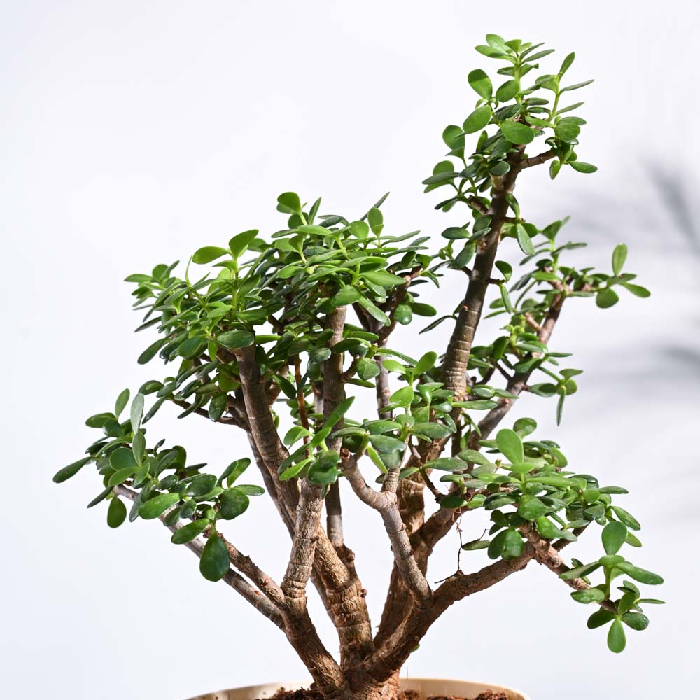 Ugaoo Jade Mini Bonsai - view 2