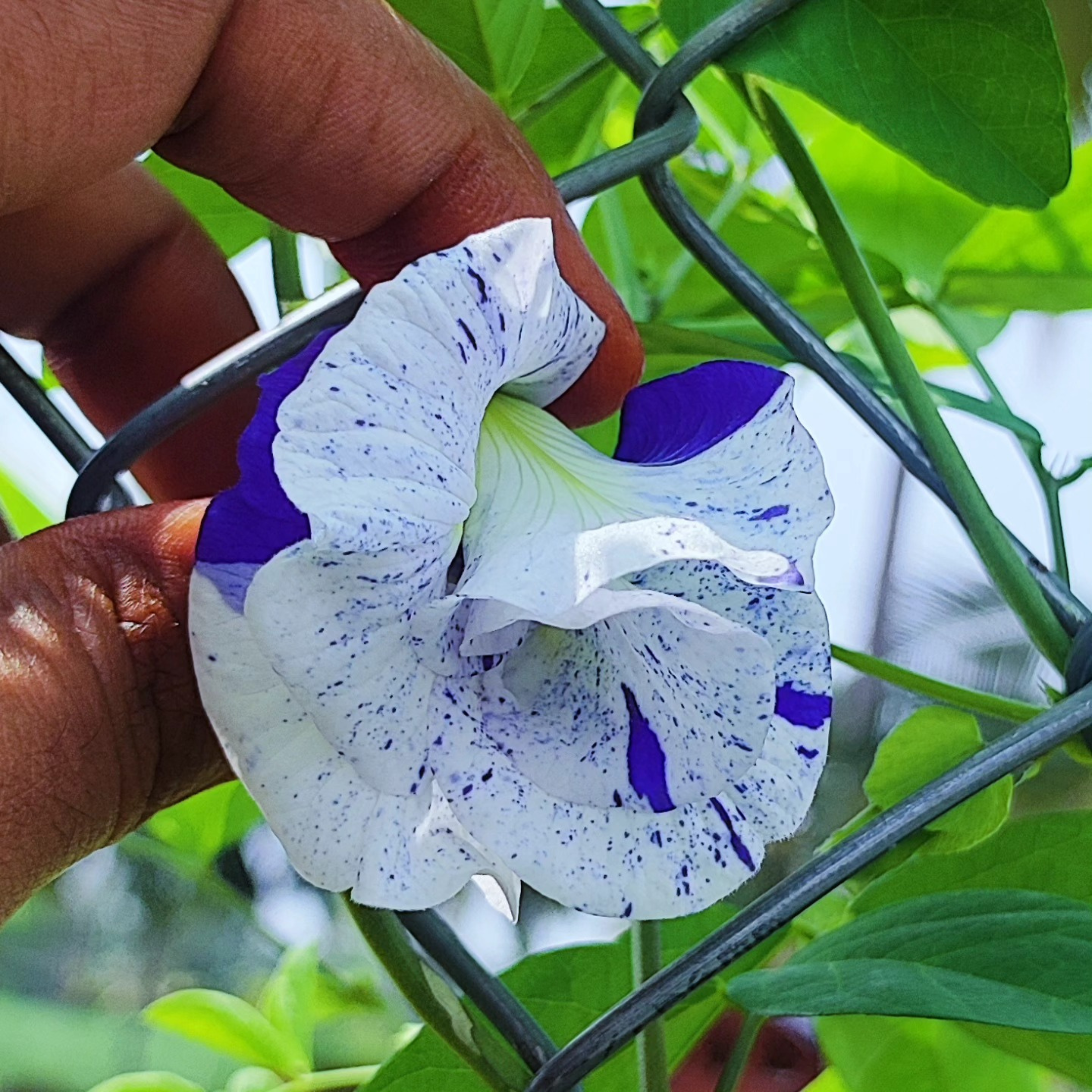 MR Thailand Clitoria (Butterfly Pea) Rare Flowering Live Plant - view 2
