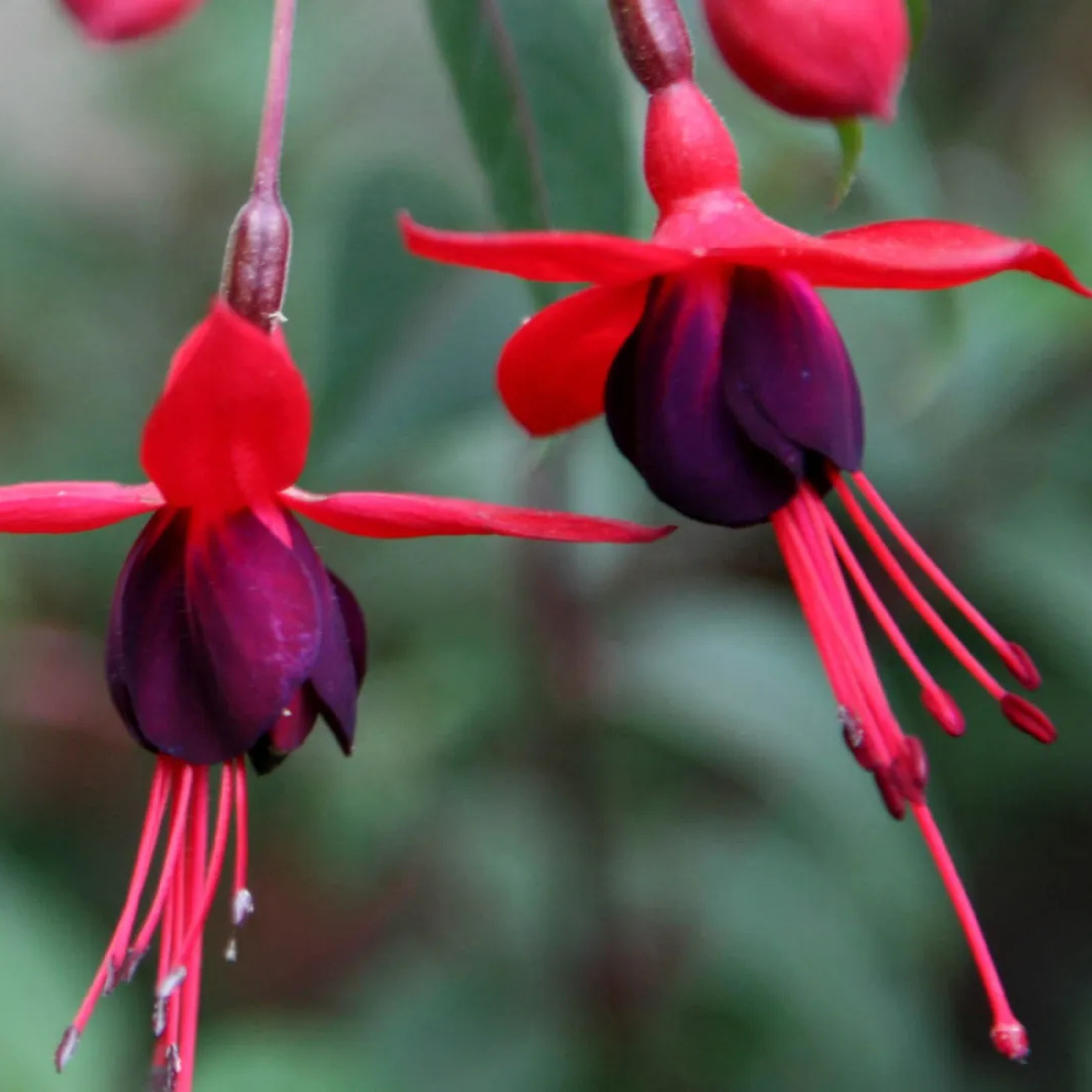 MR Fuchsia Desi Variety (Fuchsia magellanica) Rare All Time Flowering Live Plant - view 6
