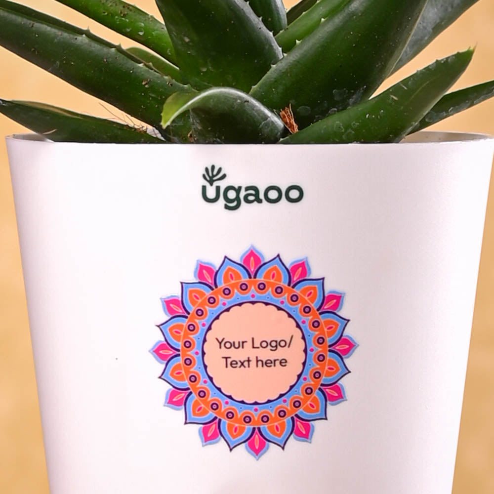 Ugaoo Aloe Vera Mini Plant Diwali Gift - view 3