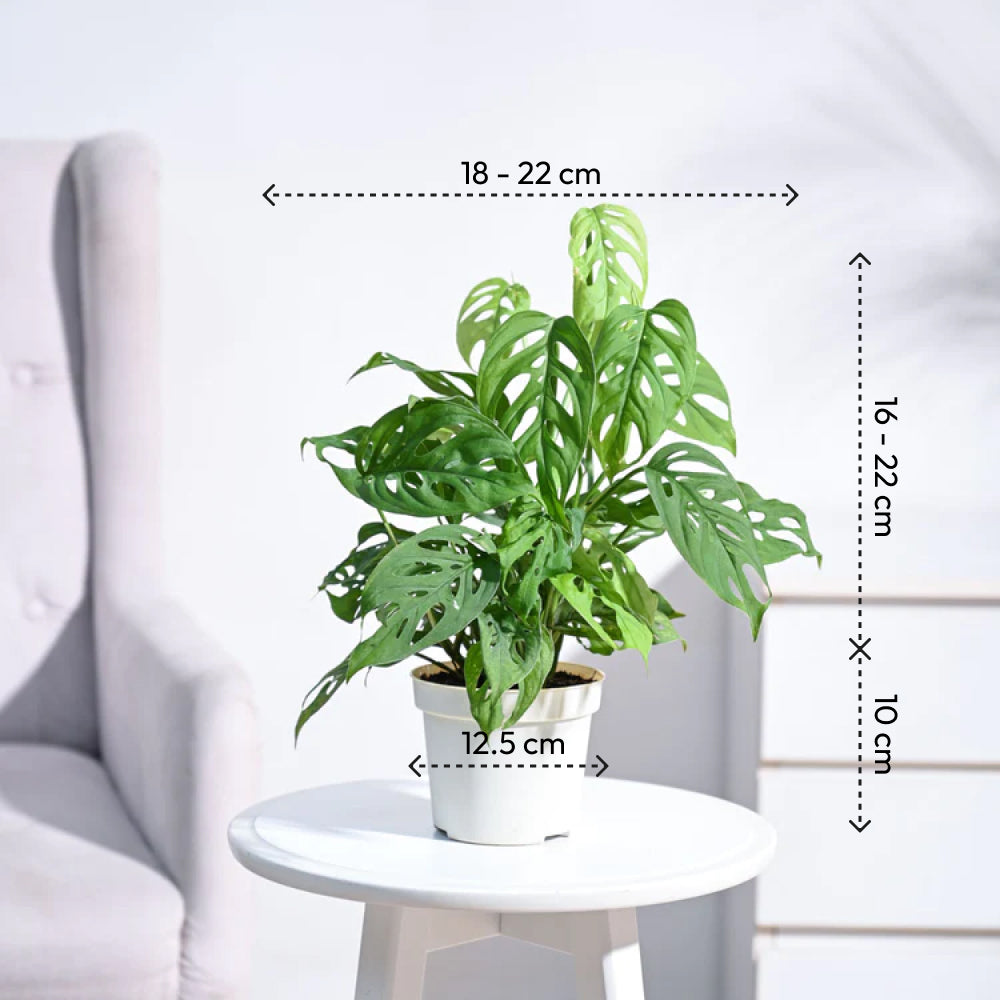 Ugaoo Broken Heart Plant - view 89